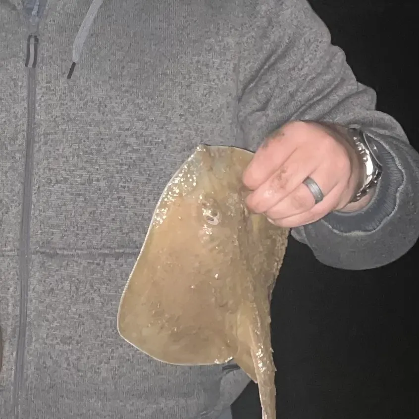 Small-eyed ray caught on Fishbrain