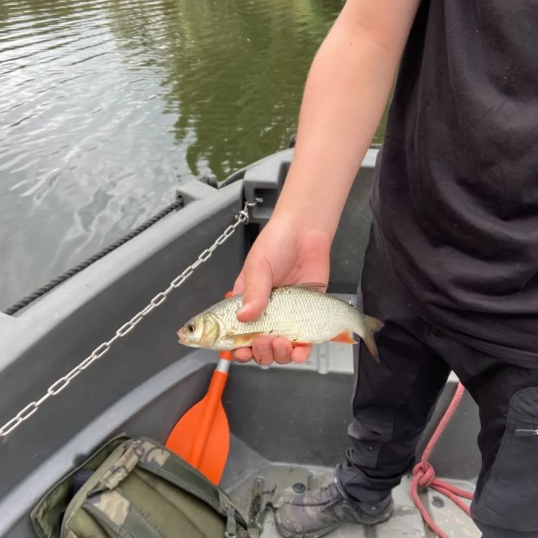 Ide caught on Fishbrain