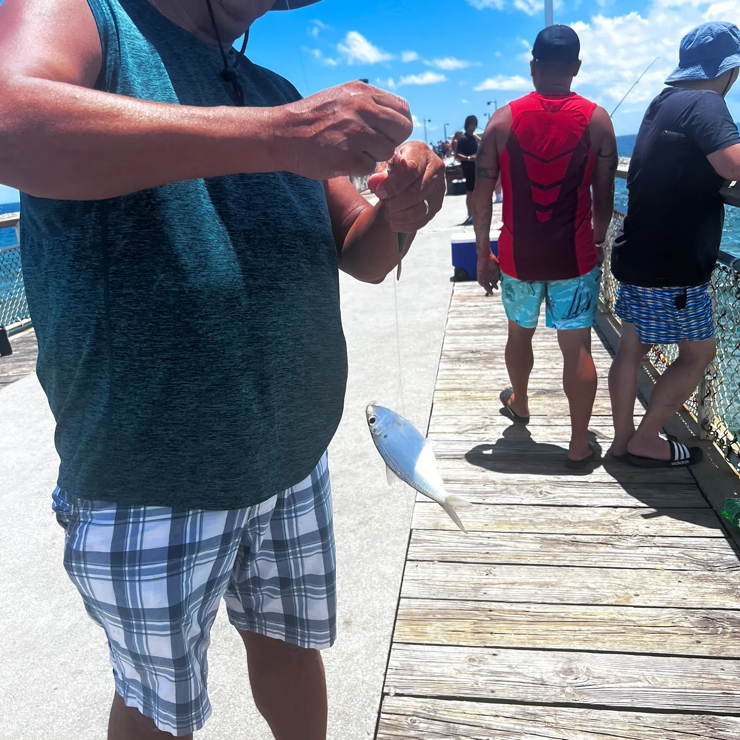 The most recent Skipjack herring catches on Fishbrain