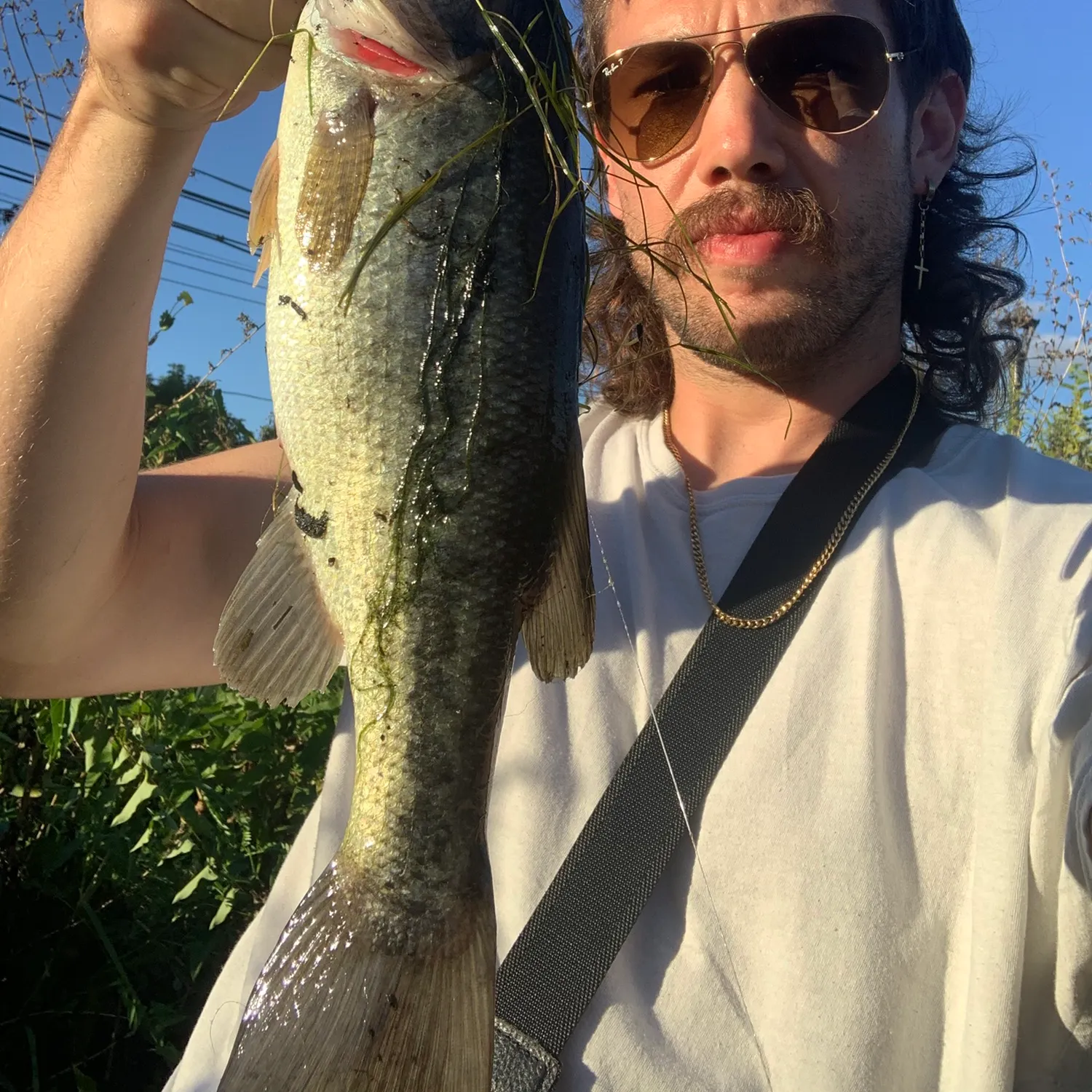 Largemouth bass caught on Fishbrain