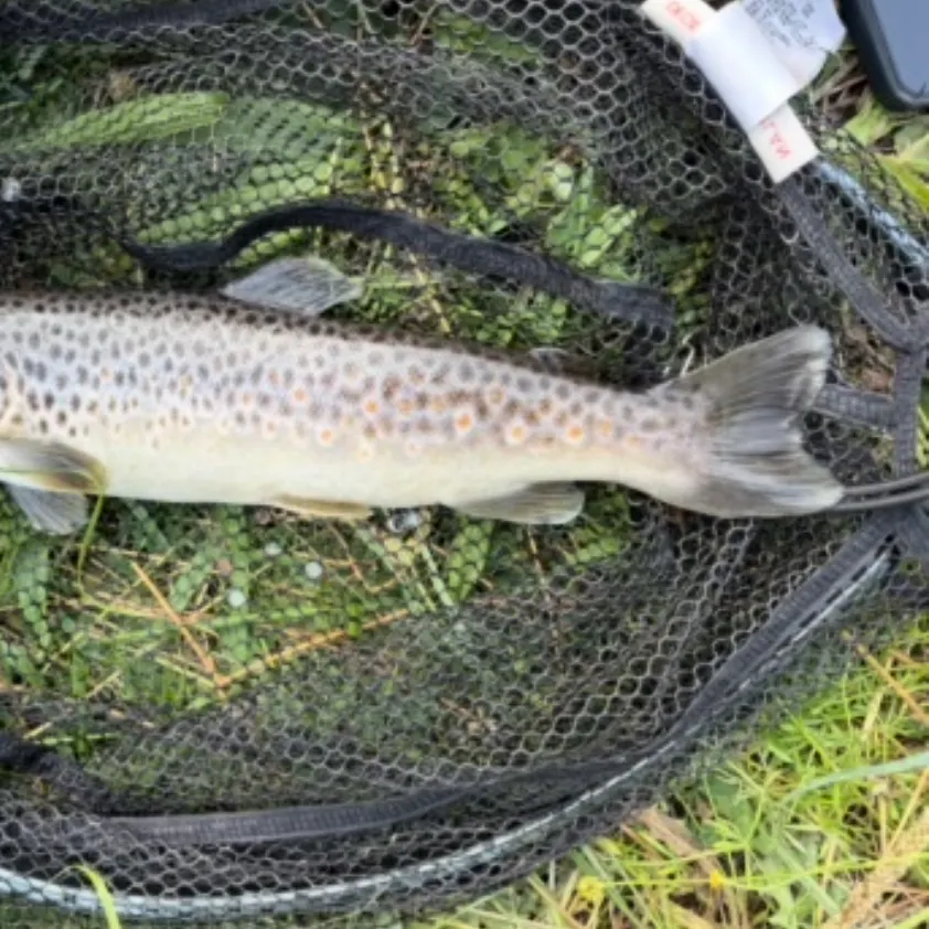 The most recent Lake trout catches on Fishbrain