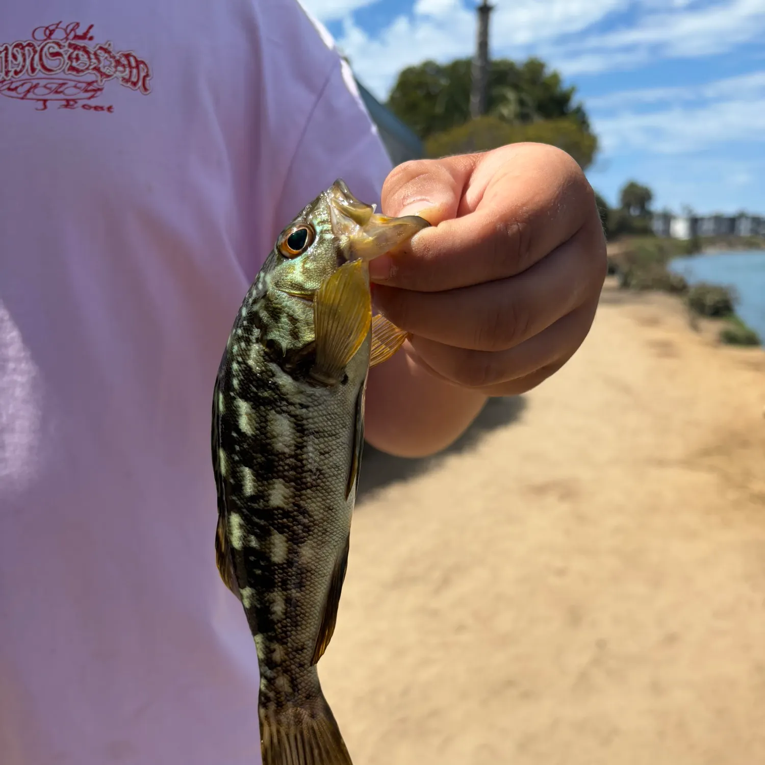 Kelp bass caught on Fishbrain