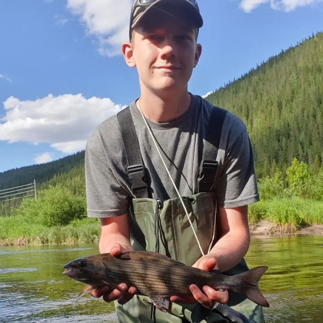The most recent European grayling catches on Fishbrain