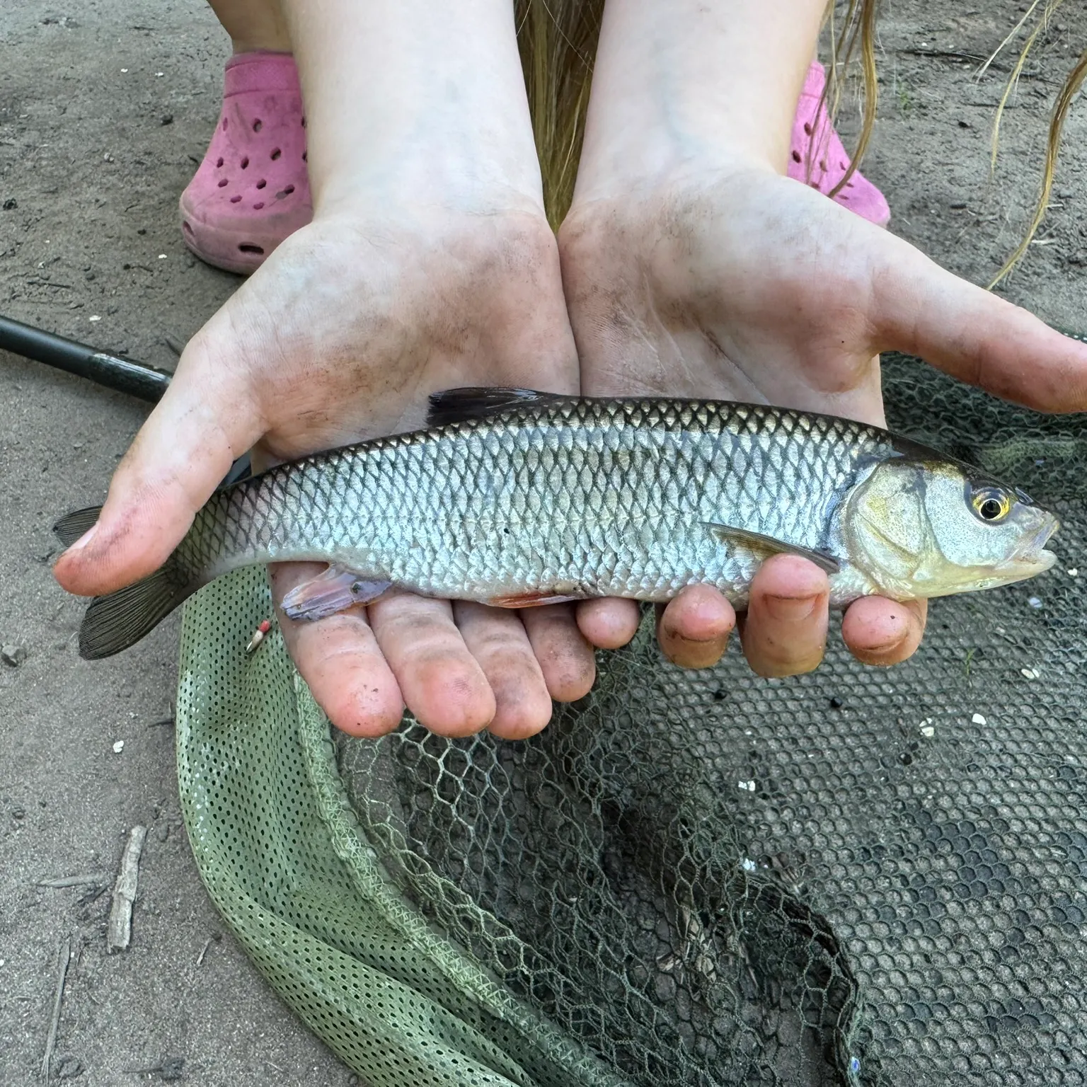 The most recent European chub catches on Fishbrain