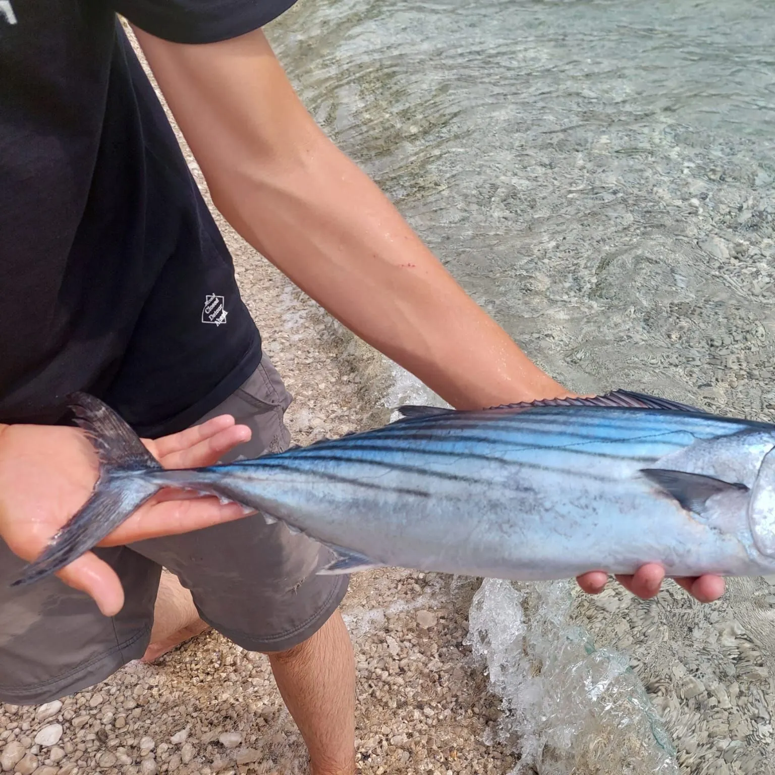 Atlantic bonito caught on Fishbrain