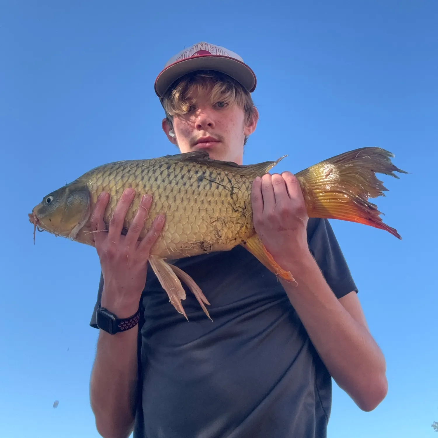 Common carp caught on Fishbrain
