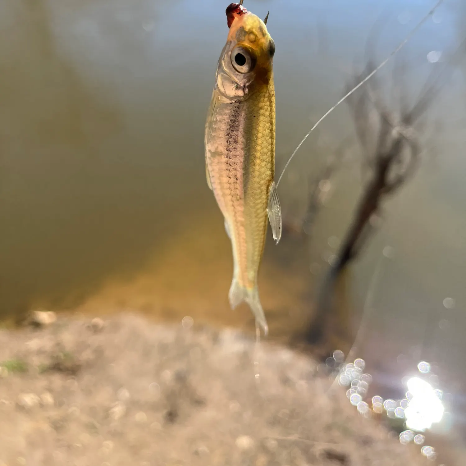 The most popular recent Sandbar shiner catch on Fishbrain