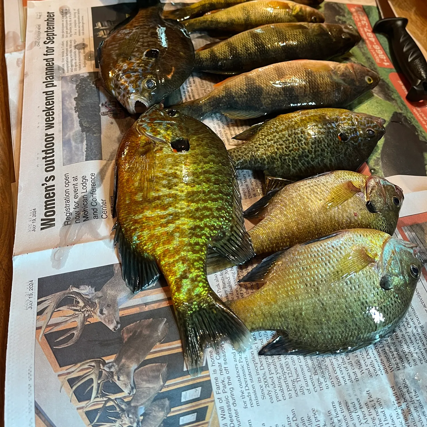 recently logged catches