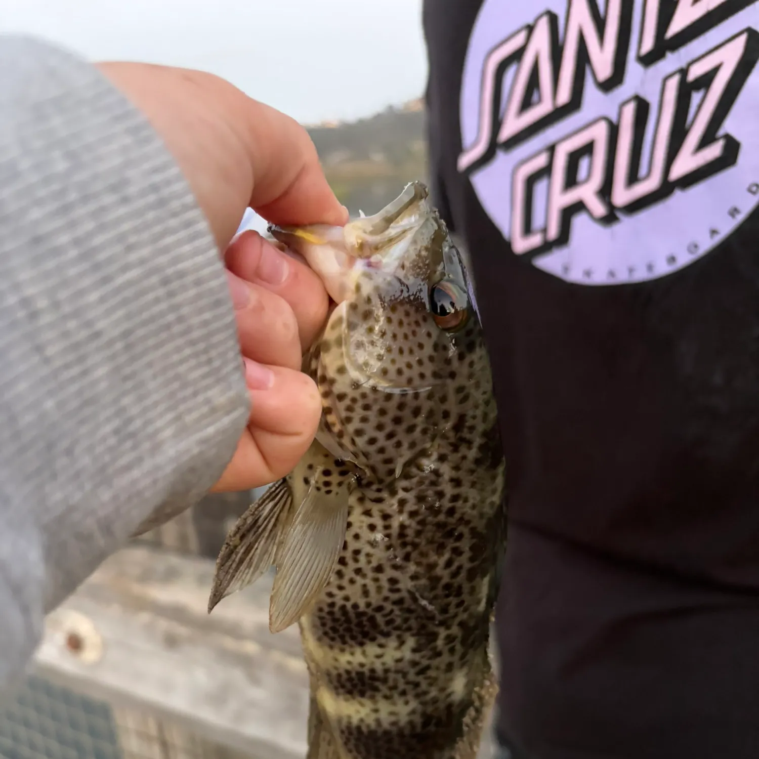 Spotted sand bass caught on Fishbrain