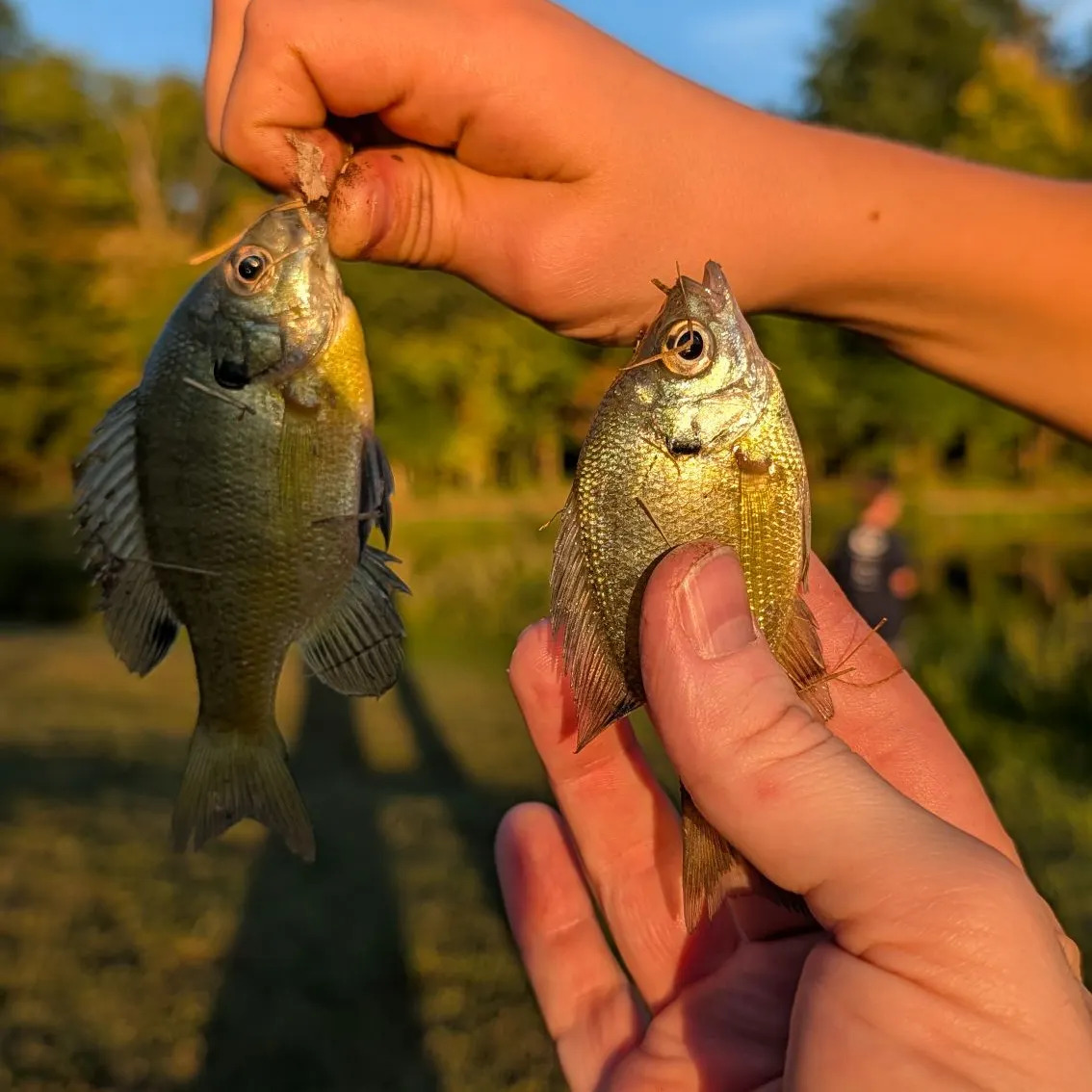 Bluegill caught on Fishbrain
