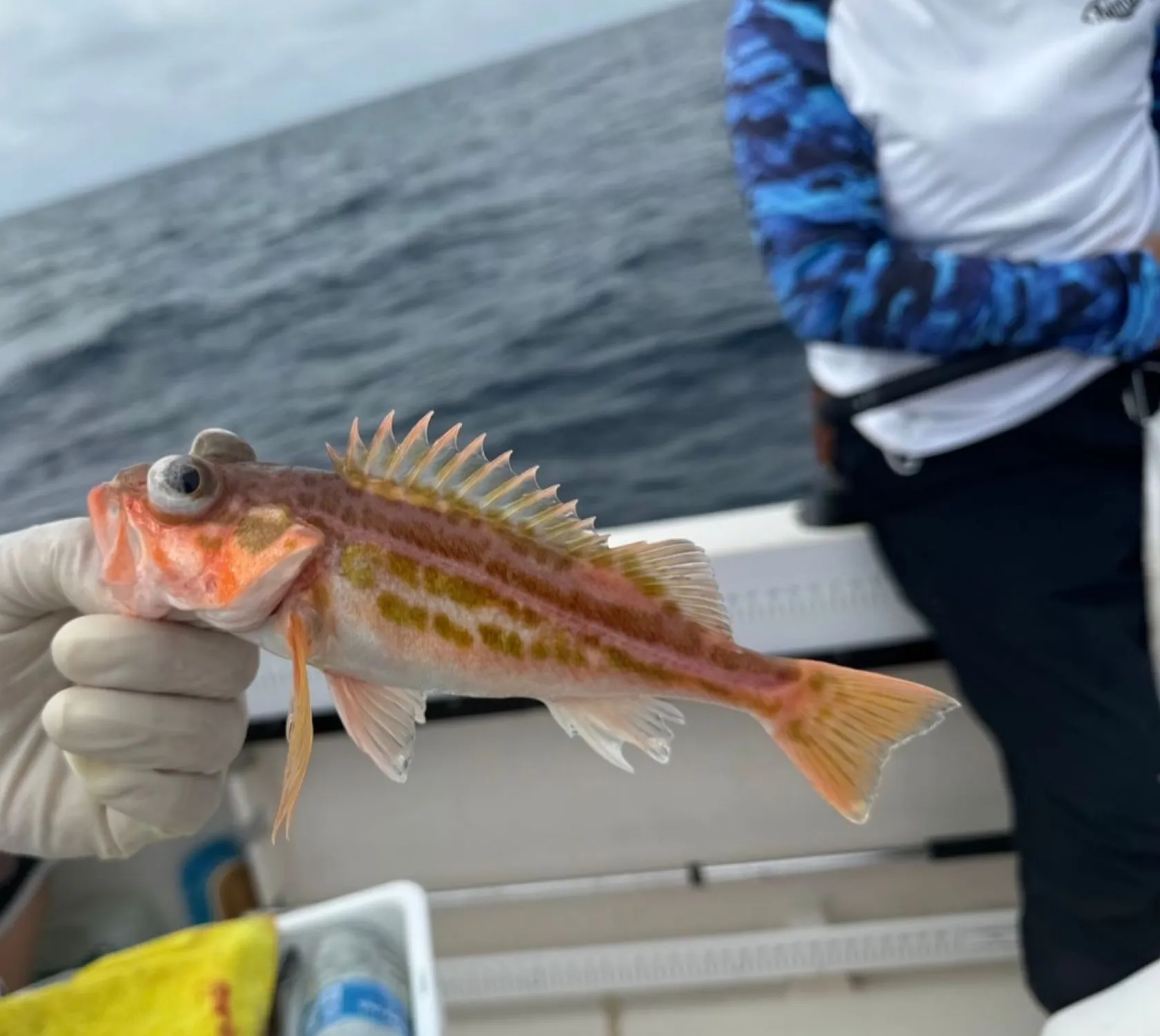 The most popular recent Greenstriped rockfish catch on Fishbrain