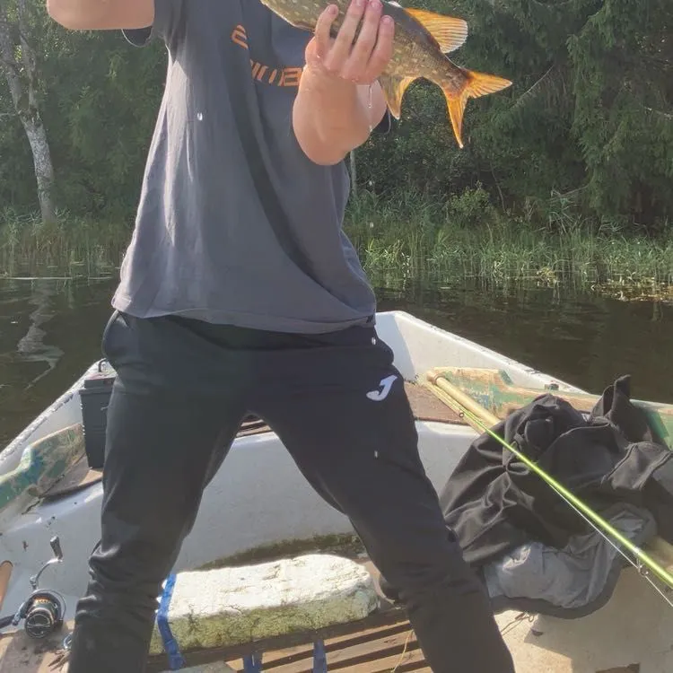 The most recent Northern pike catches on Fishbrain