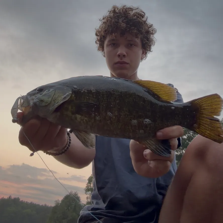 Smallmouth bass caught on Fishbrain
