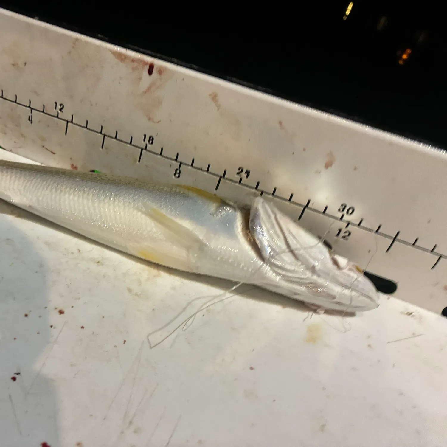 Fish caught on Fishbrain