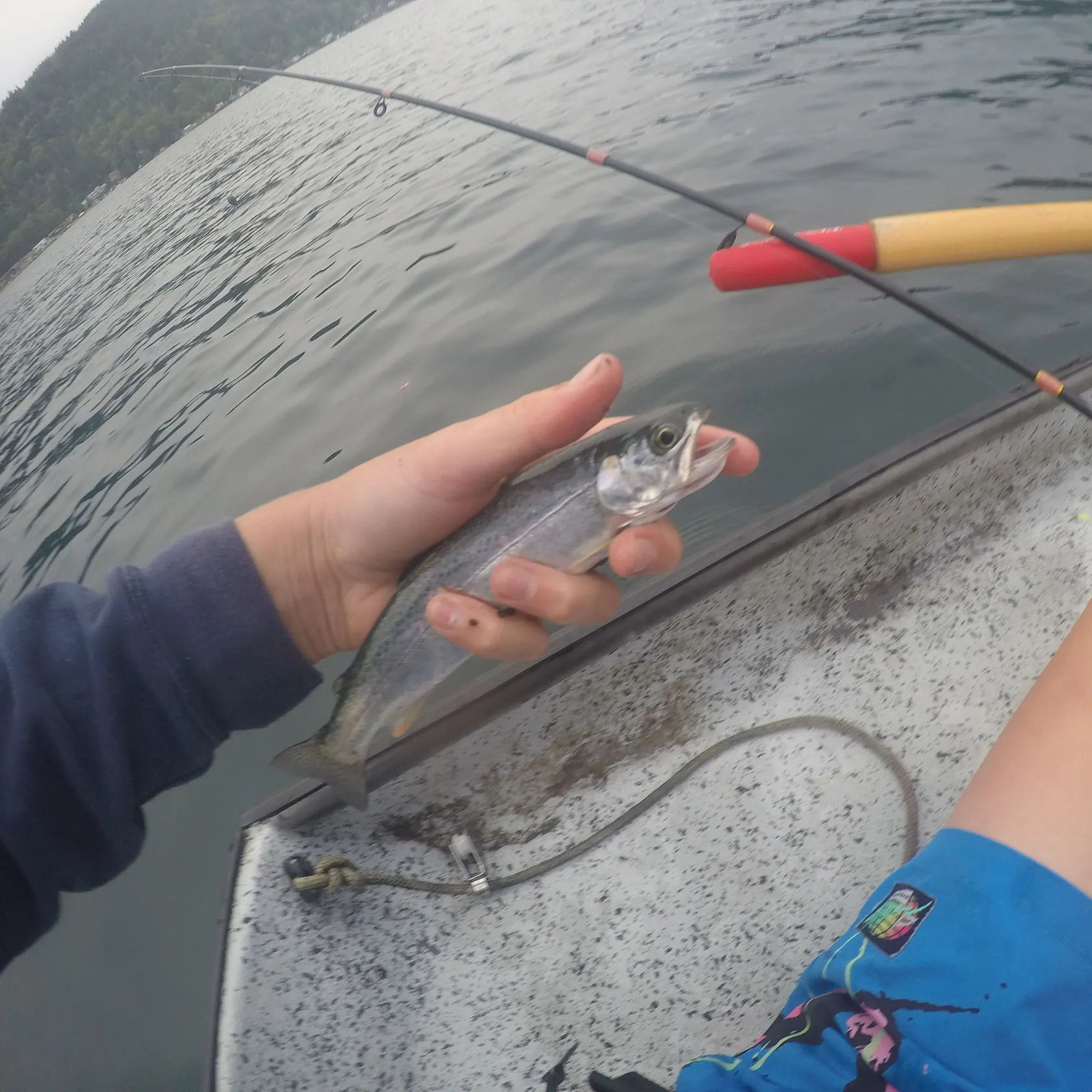 Rainbow trout caught on Fishbrain