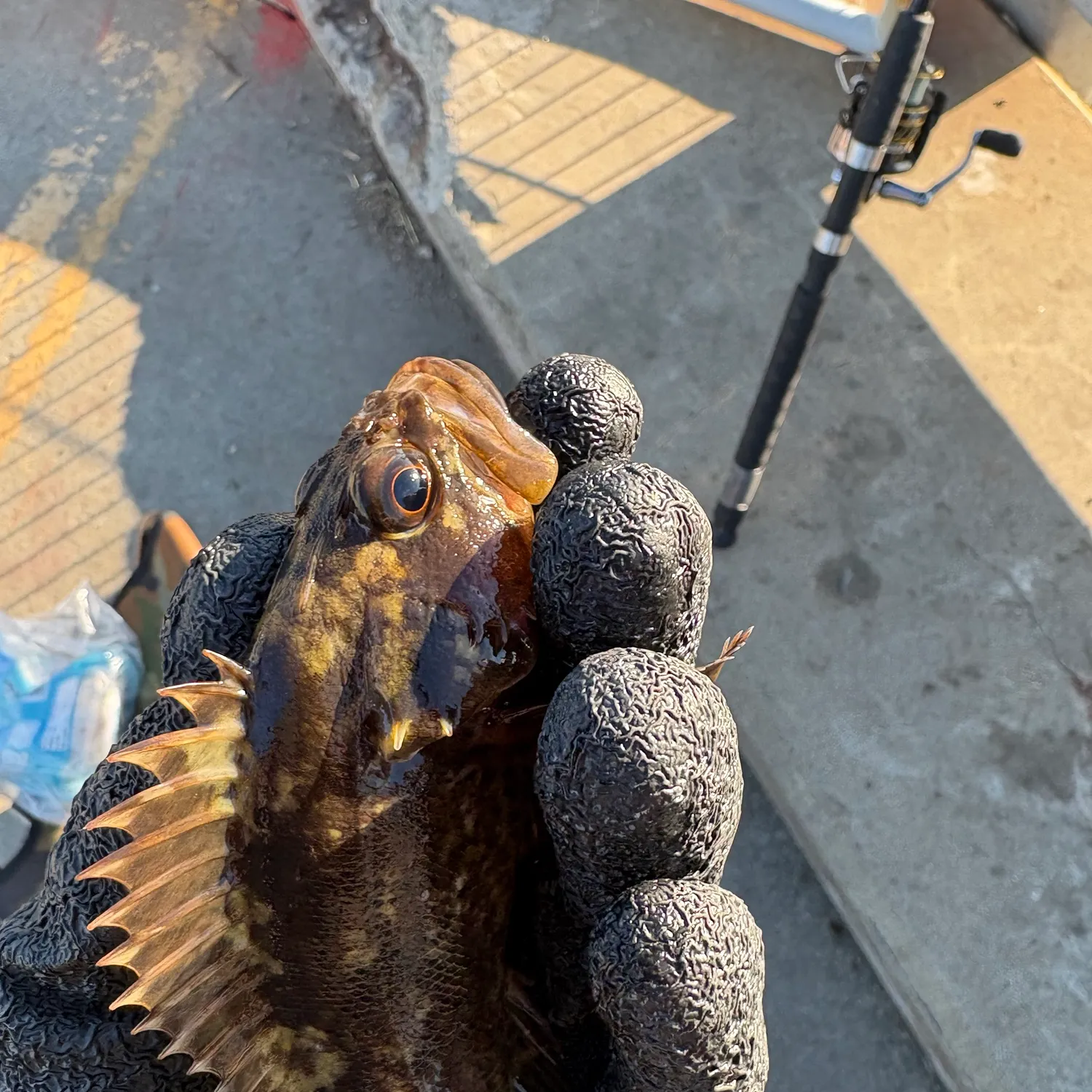 The most recent Brown rockfish catches on Fishbrain