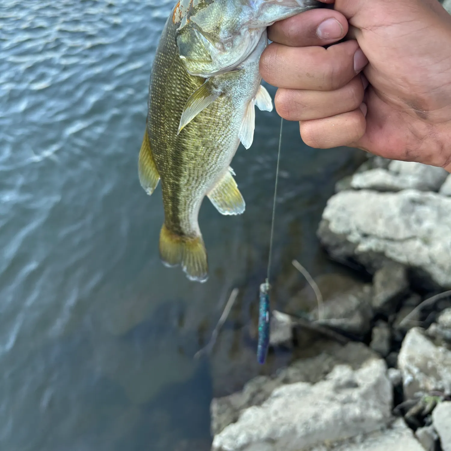 Spotted bass caught on Fishbrain