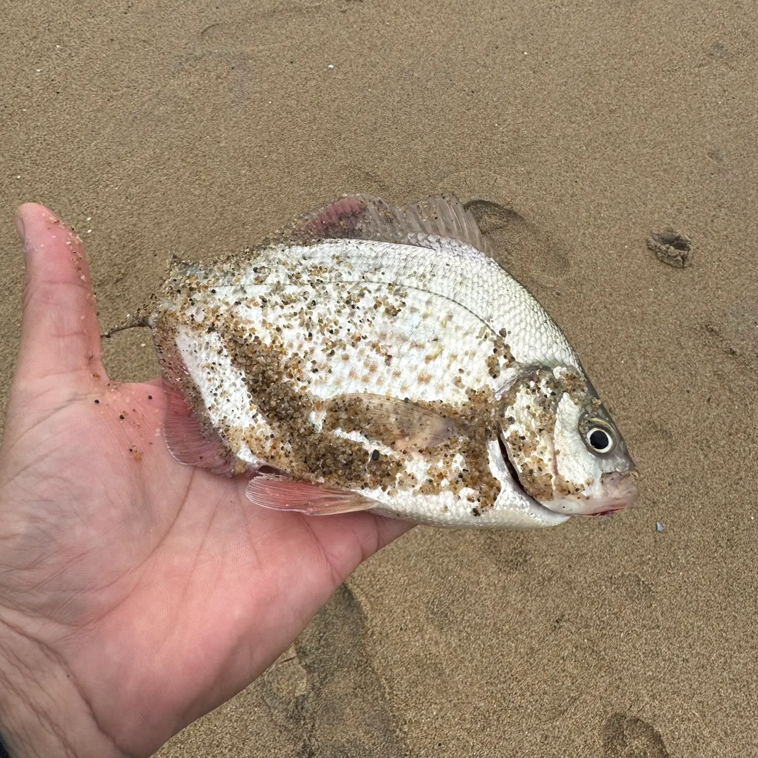 The most recent Redtail surfperch catches on Fishbrain