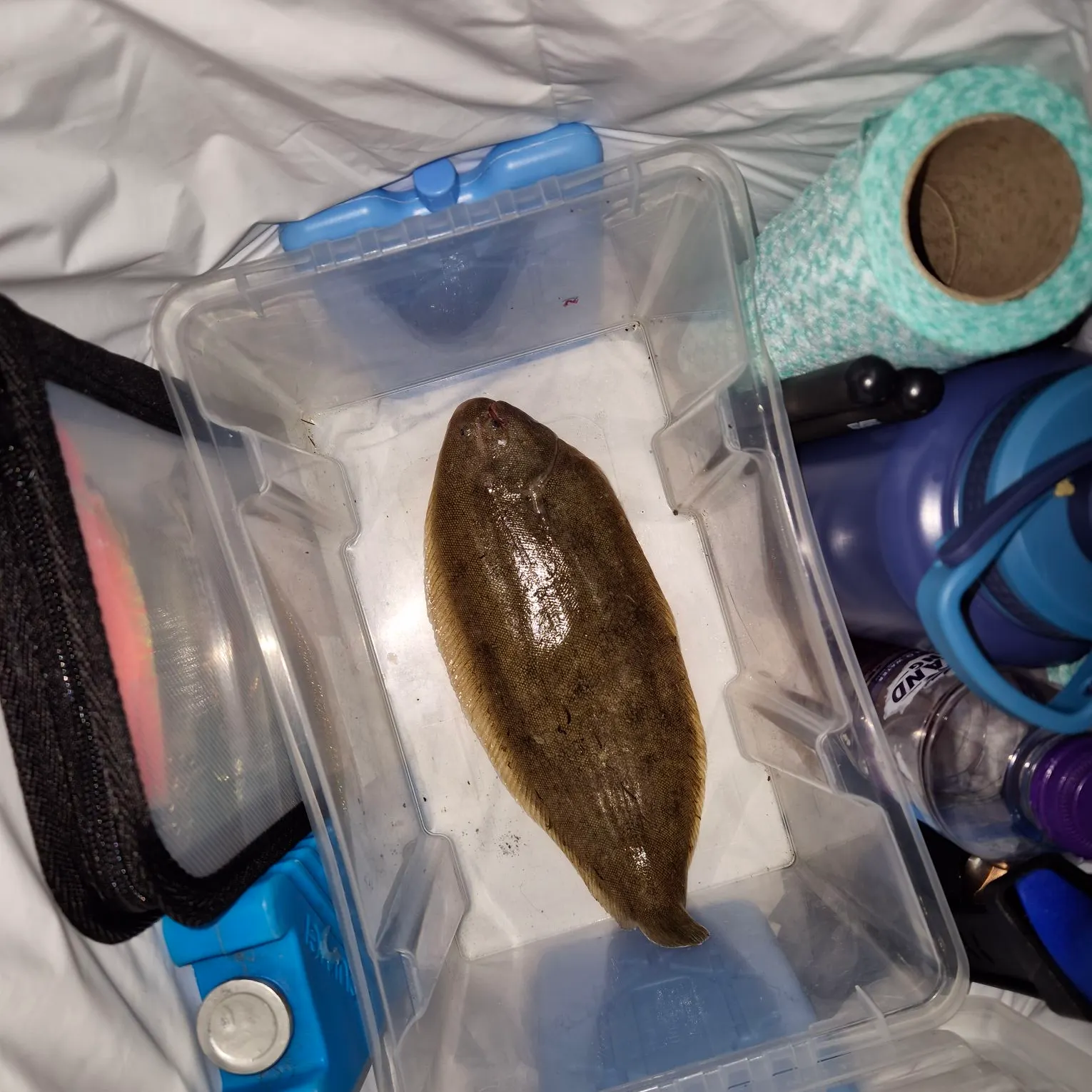 The most recent Dover sole catches on Fishbrain