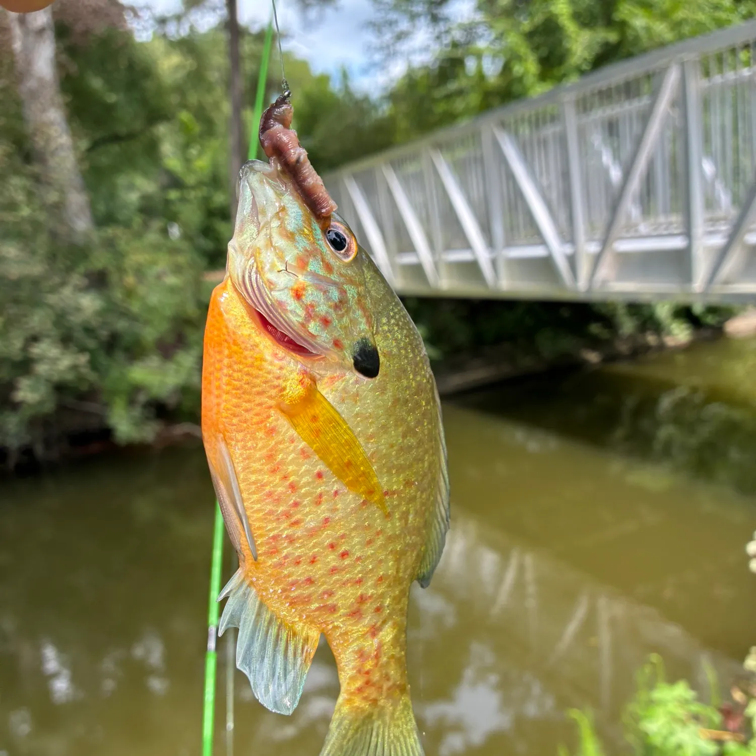 Redbreast sunfish caught on Fishbrain