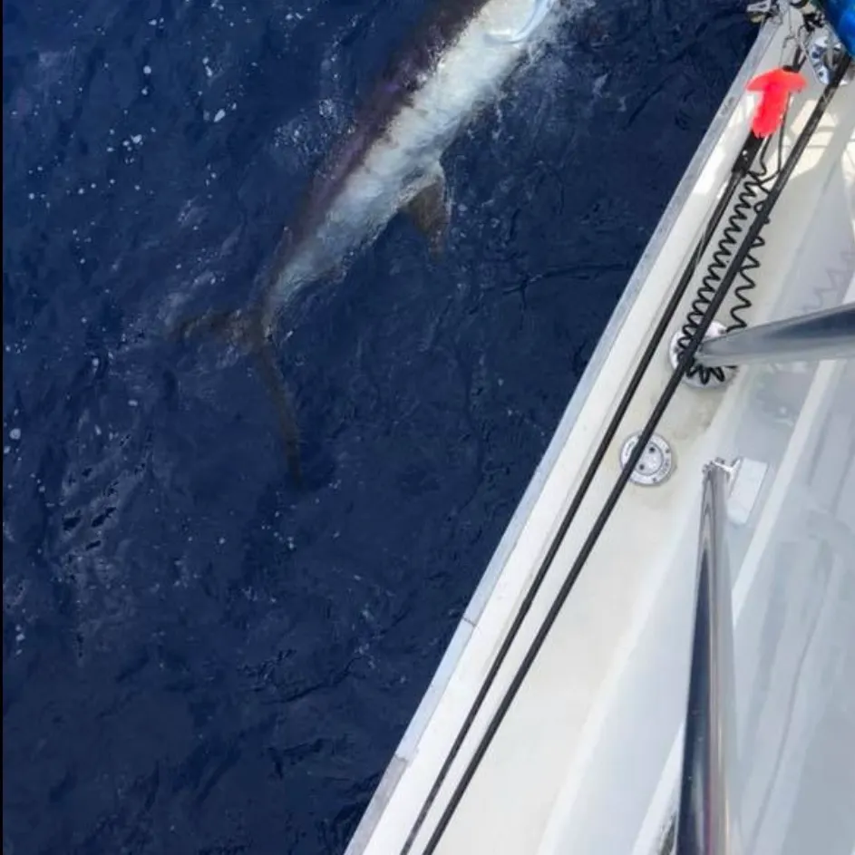 The most recent Atlantic sailfish catches on Fishbrain