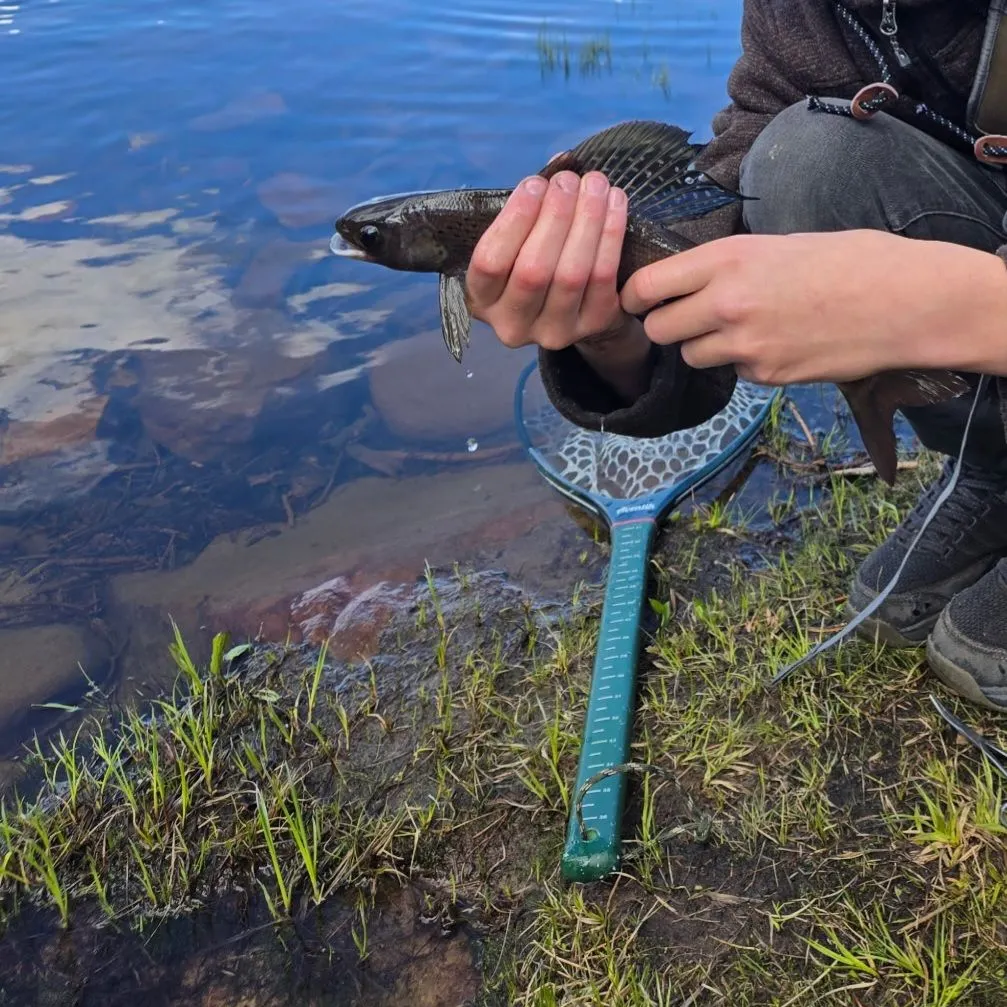 The most recent Arctic grayling catches on Fishbrain