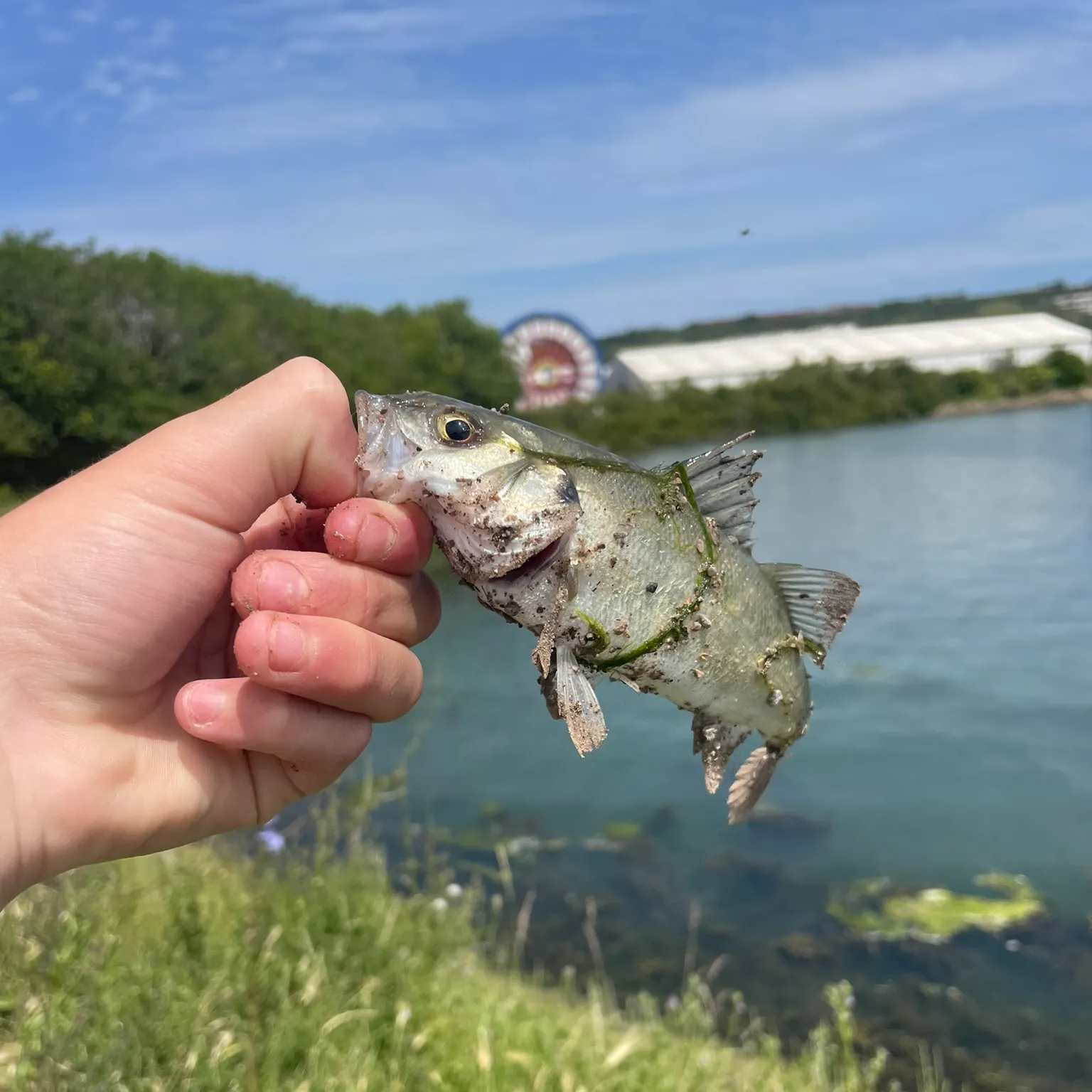 The most recent European seabass catches on Fishbrain