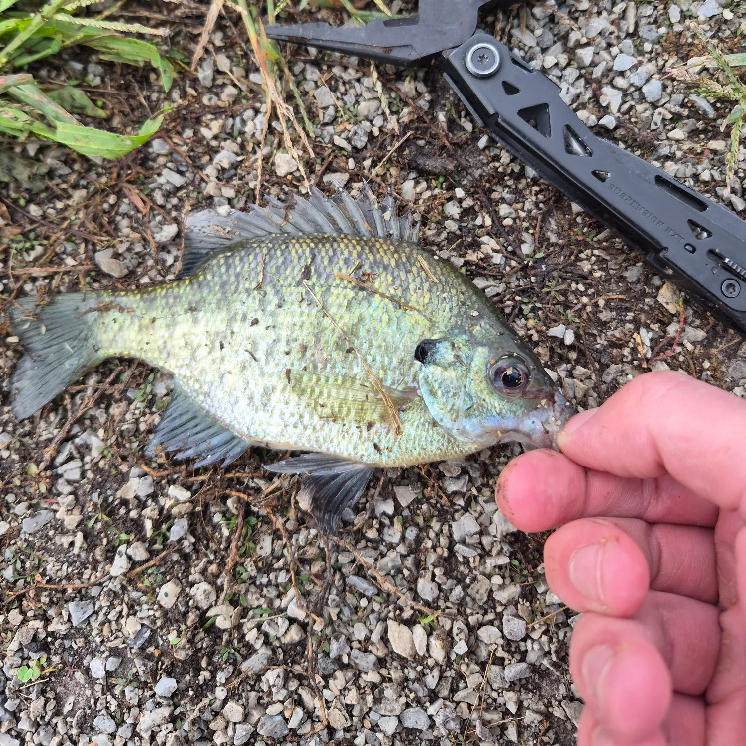 Bluegill caught on Fishbrain
