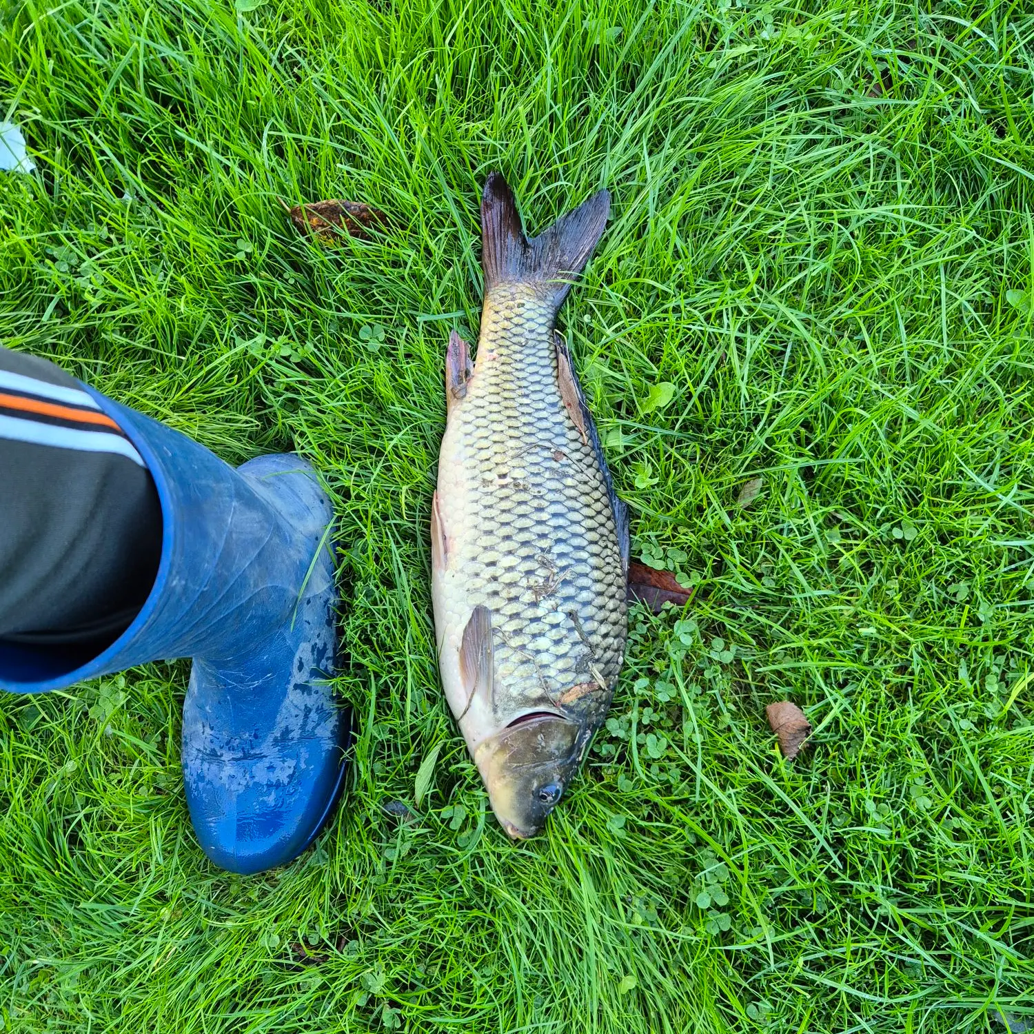 Common carp caught on Fishbrain