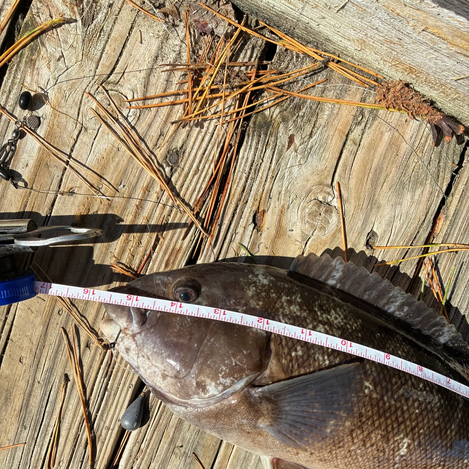 Fish caught on Fishbrain