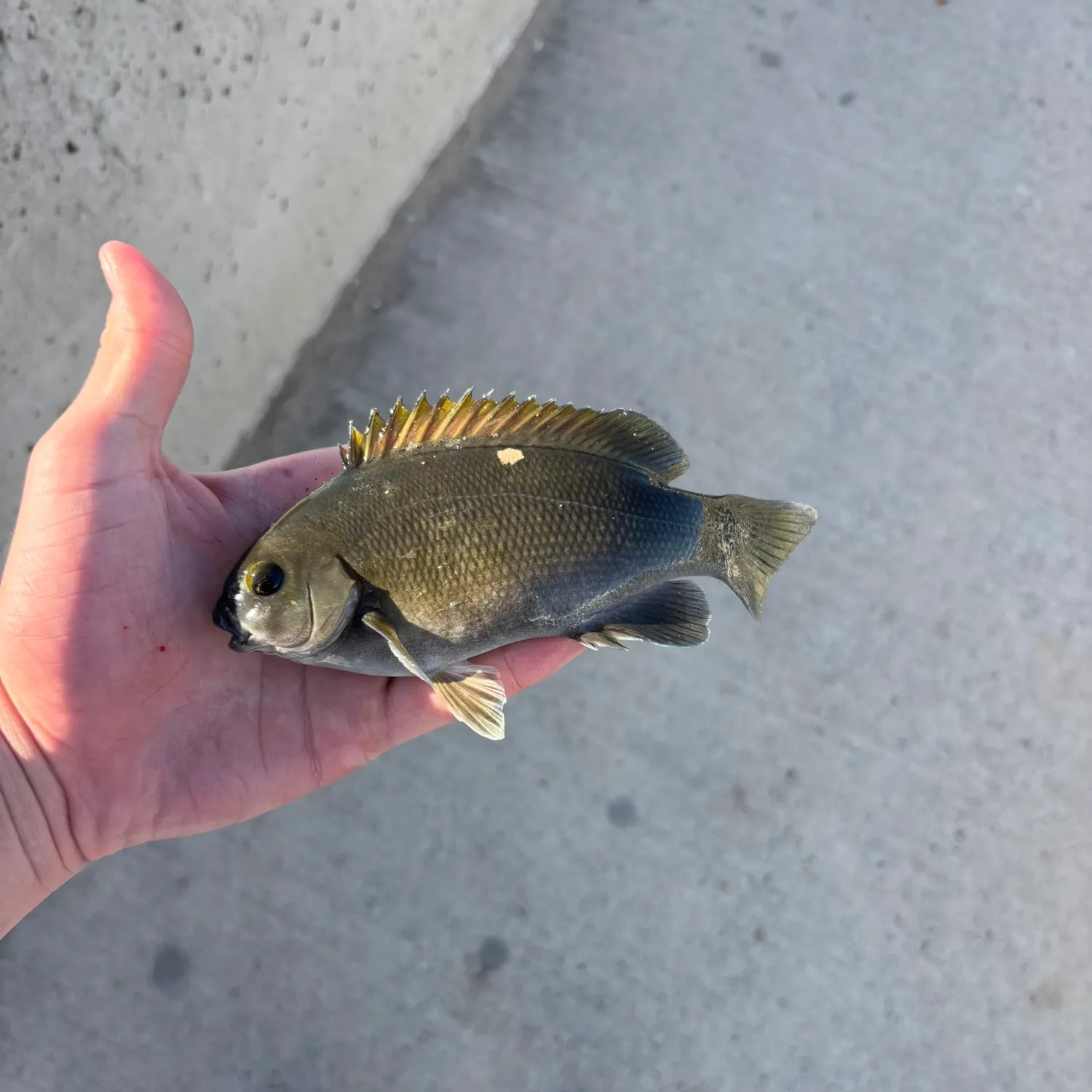 The most recent Opaleye catches on Fishbrain