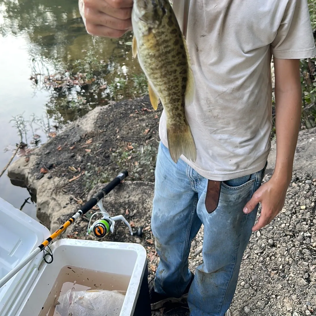 Spotted bass caught on Fishbrain