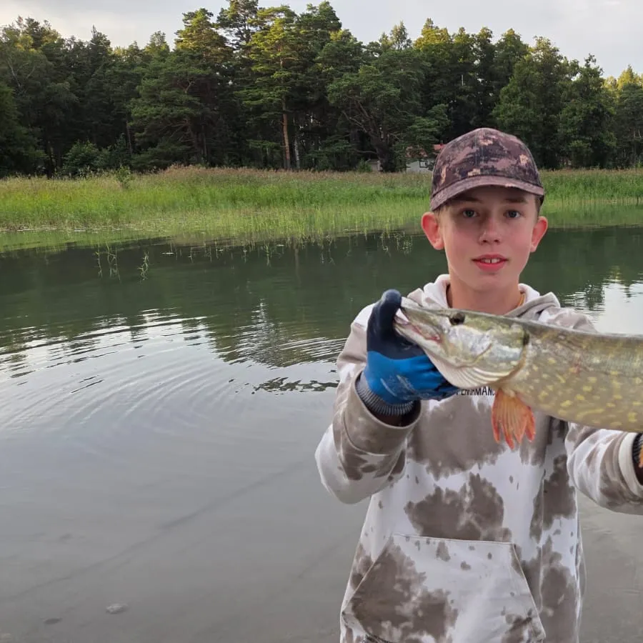 Northern pike caught on Fishbrain
