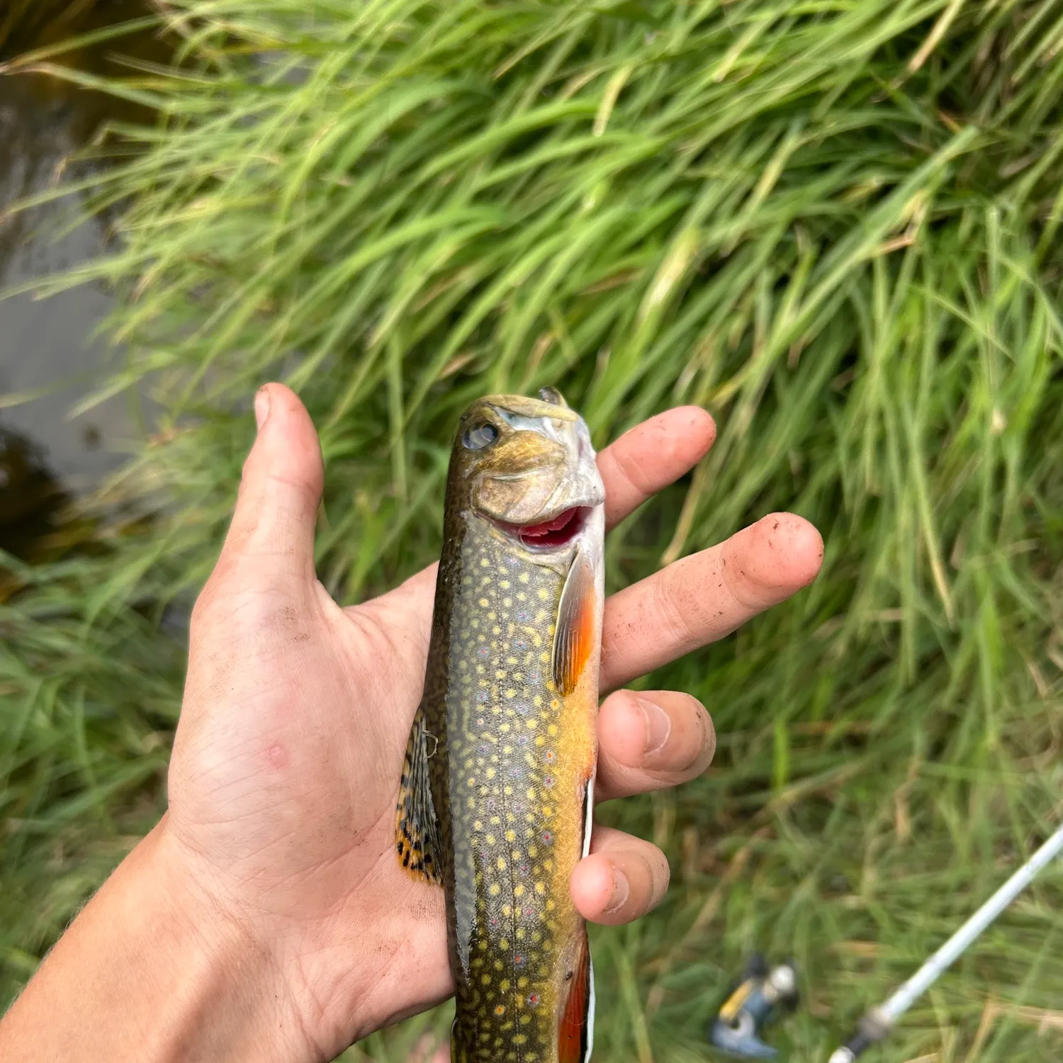 Brook trout caught on Fishbrain