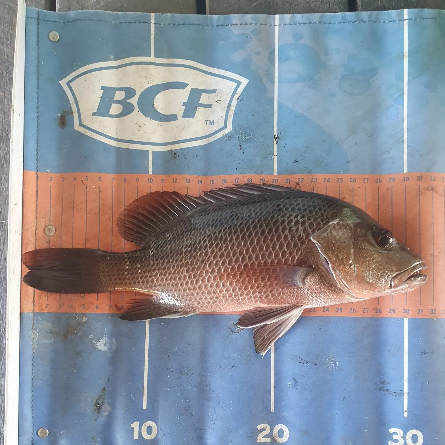 The most recent Mangrove red snapper catches on Fishbrain