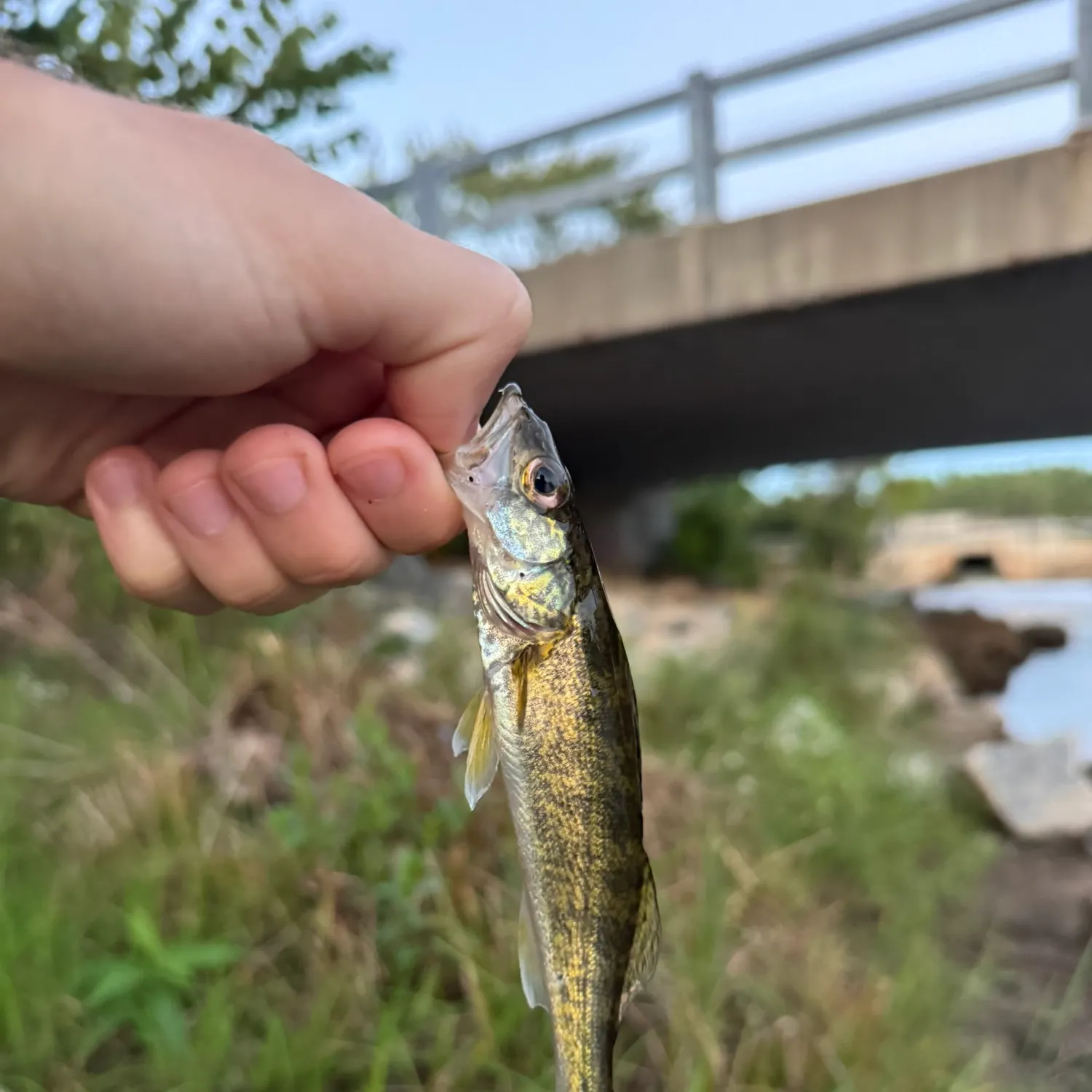 Walleye caught on Fishbrain