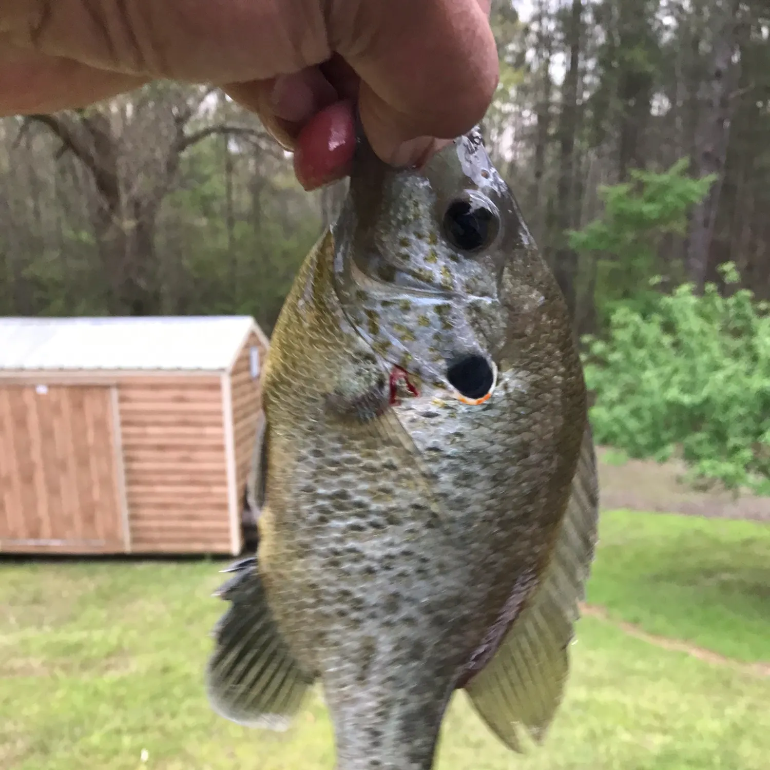 The most recent Redear sunfish catches on Fishbrain