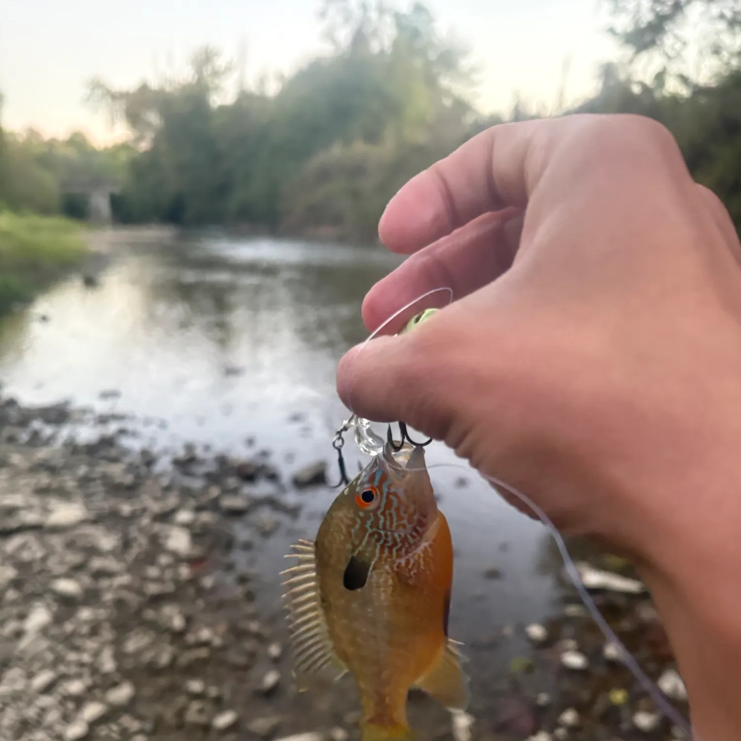 Longear sunfish caught on Fishbrain
