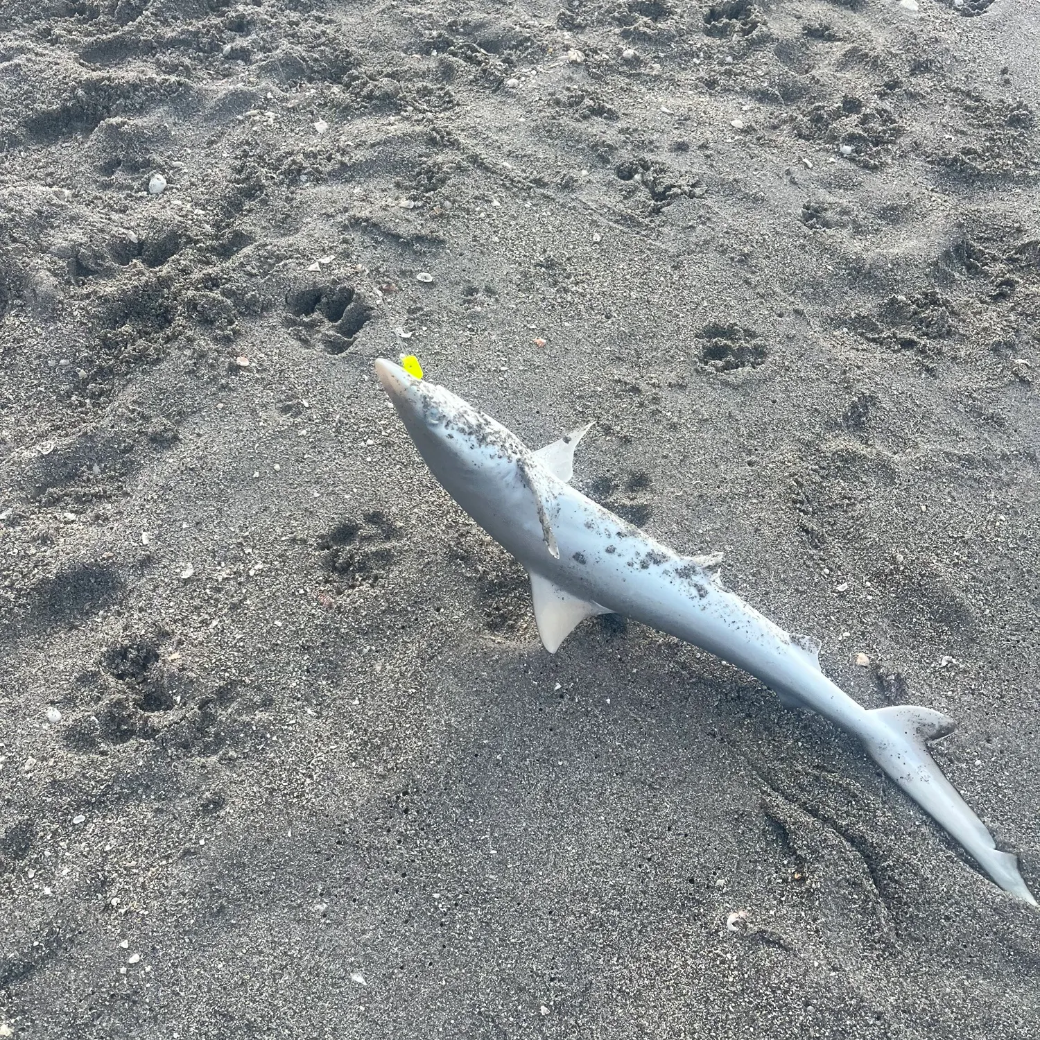 The most recent Atlantic sharpnose shark catches on Fishbrain