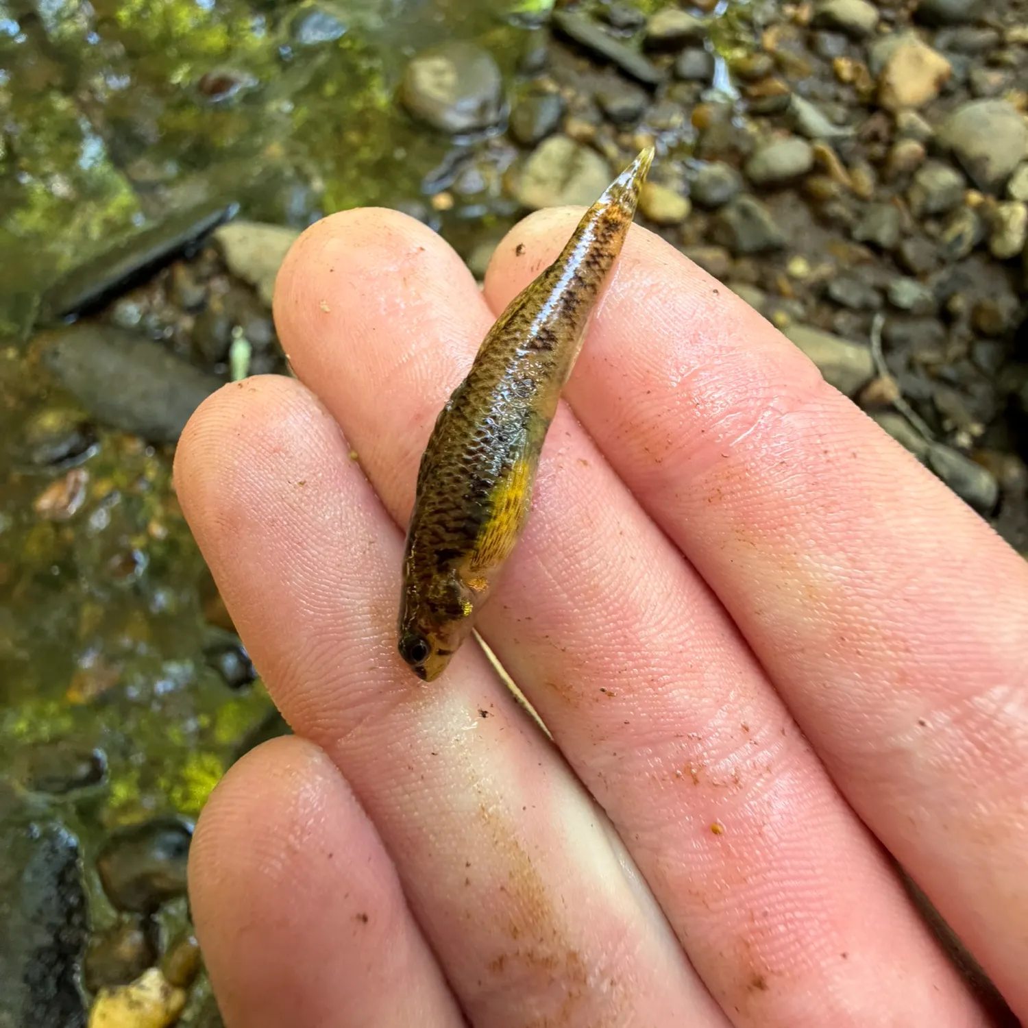 The most recent Northern tessellated darter catches on Fishbrain