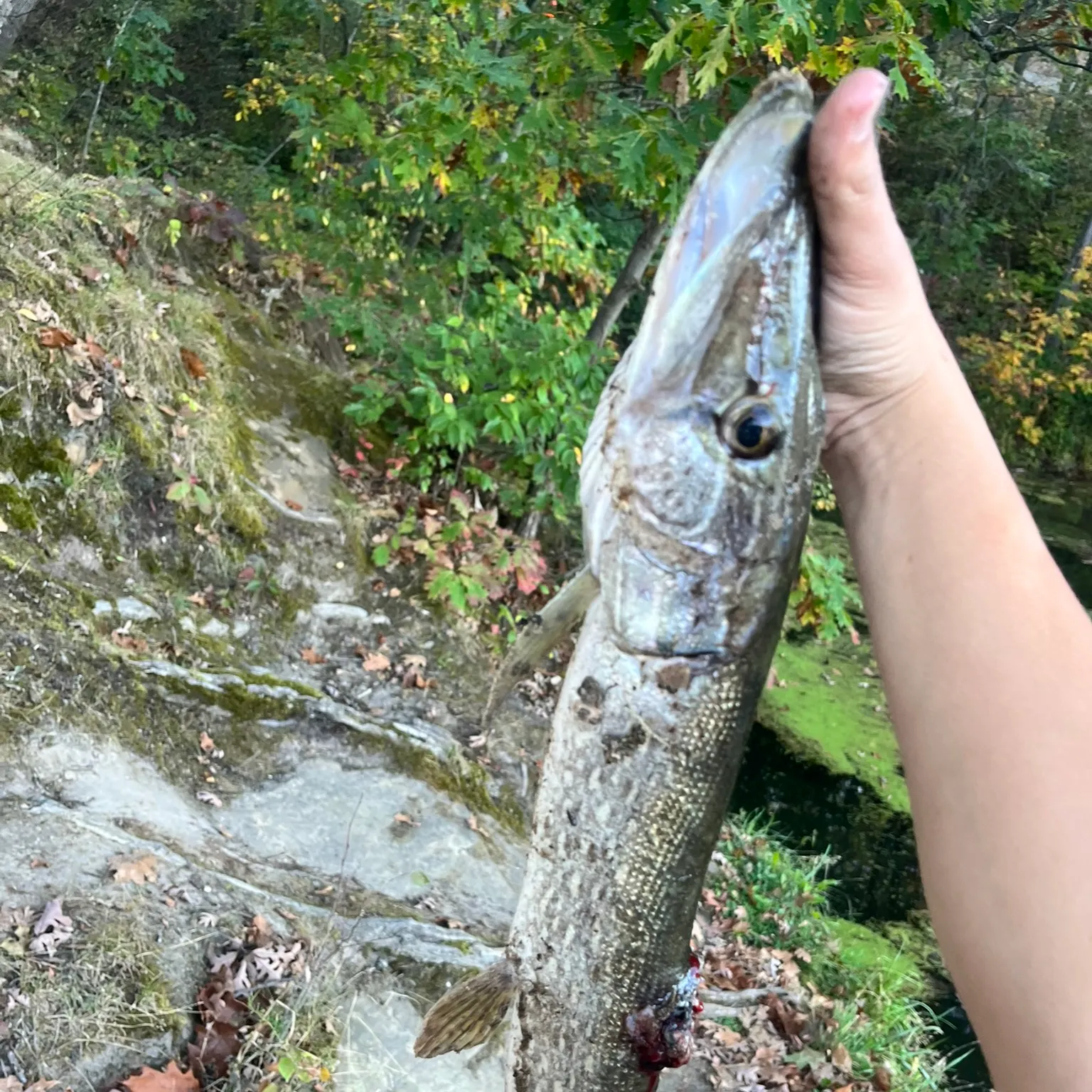 The most recent Northern pike catches on Fishbrain