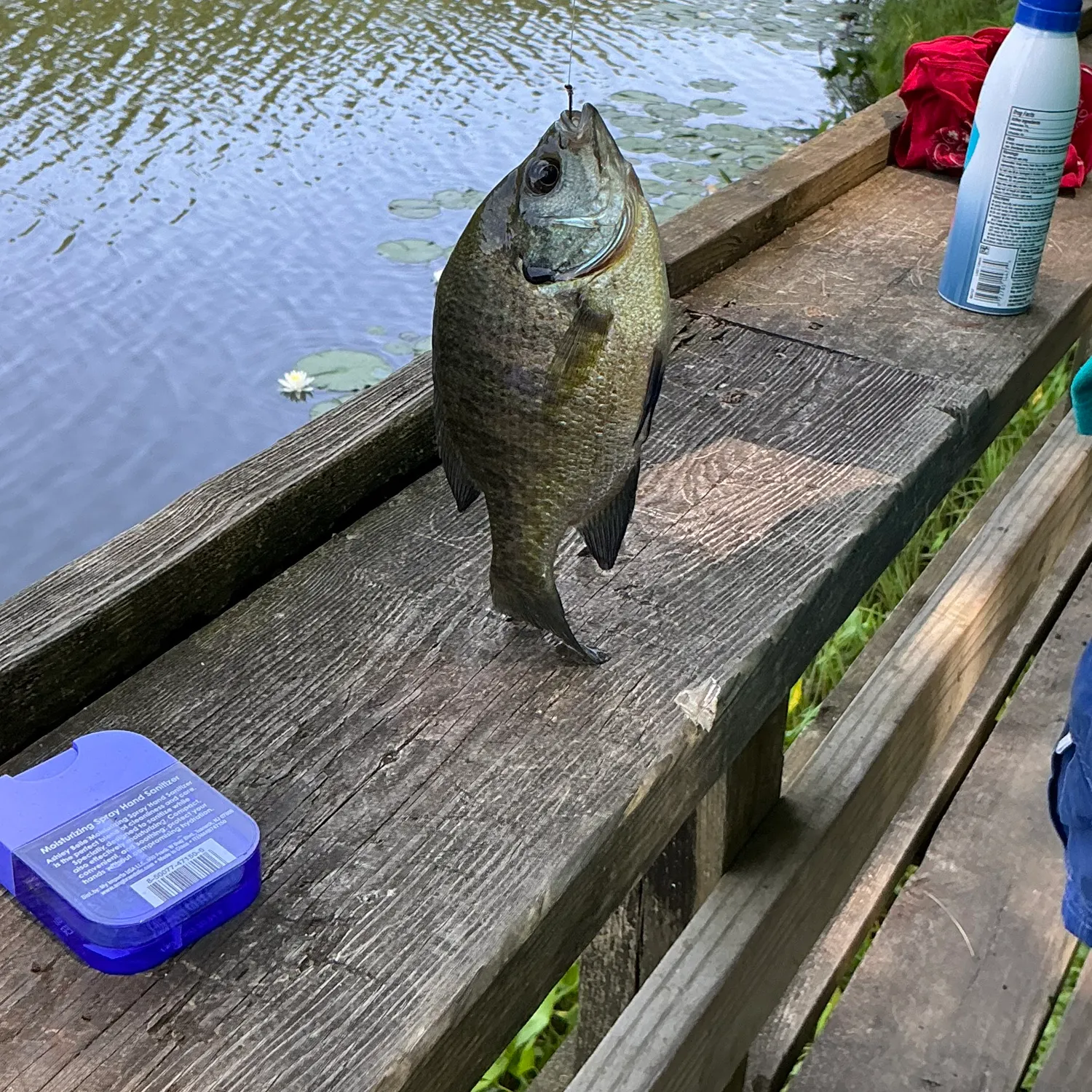 recently logged catches
