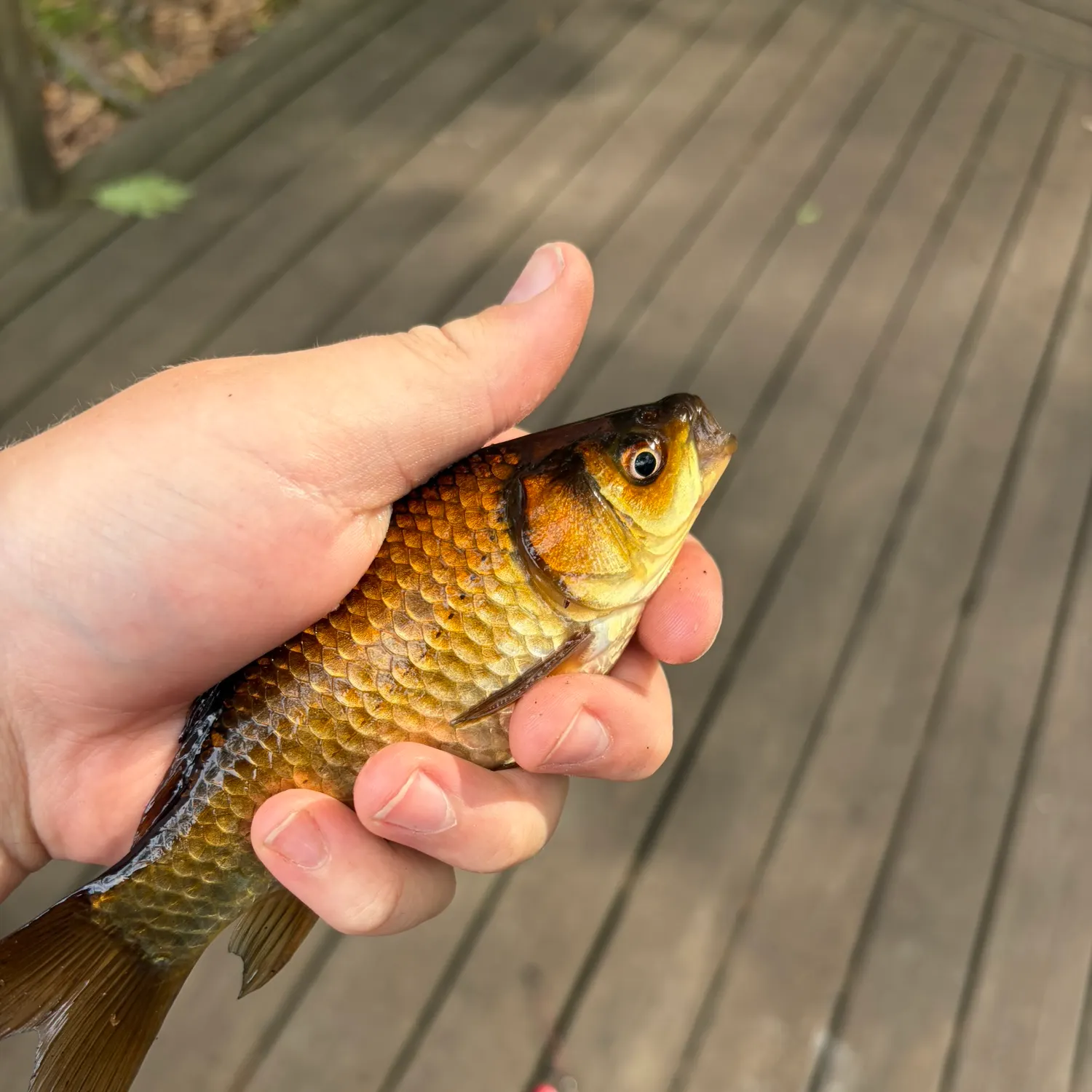 The most recent Goldfish catches on Fishbrain