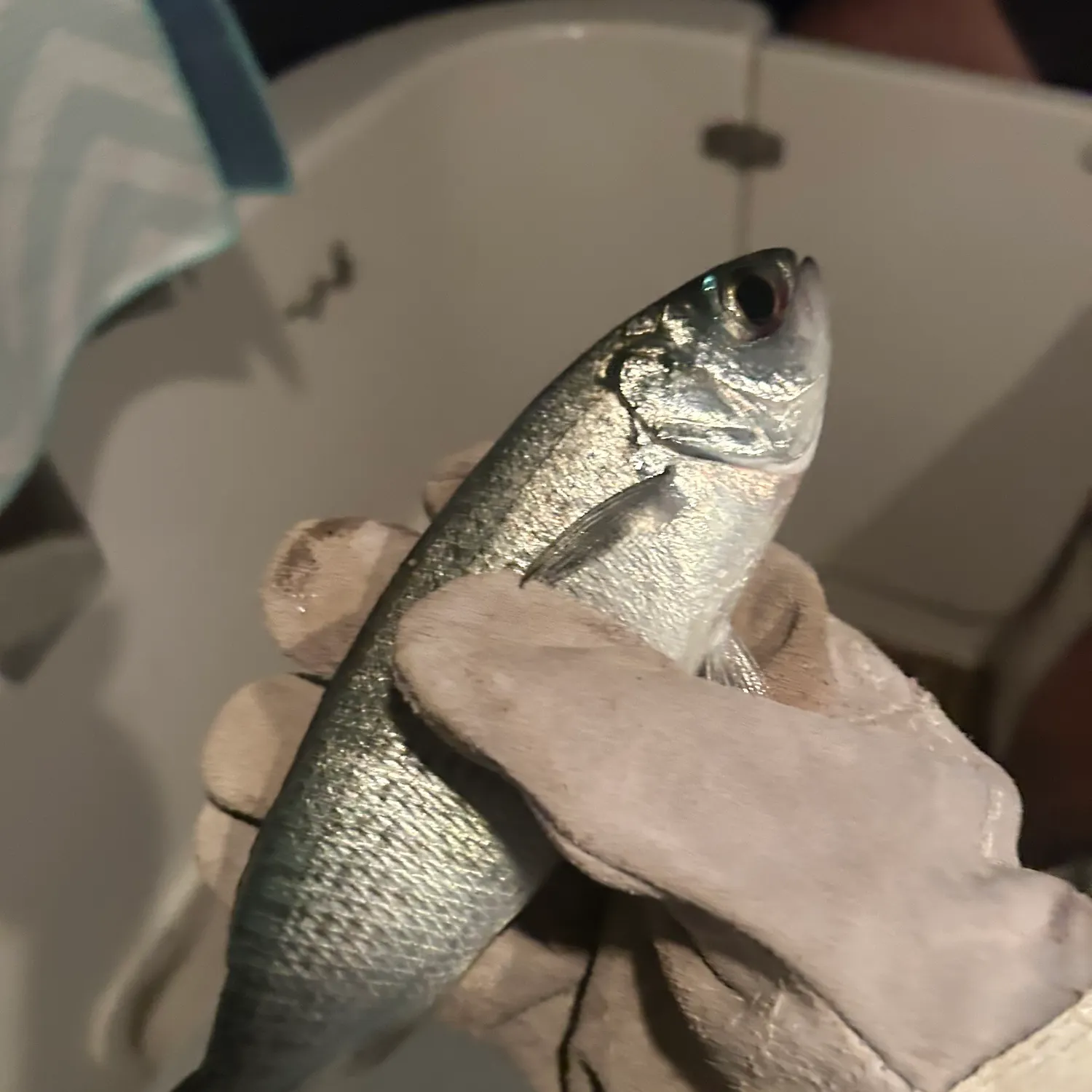 The most recent Australian ruff catches on Fishbrain