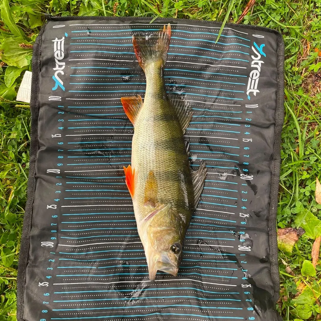 European perch caught on Fishbrain