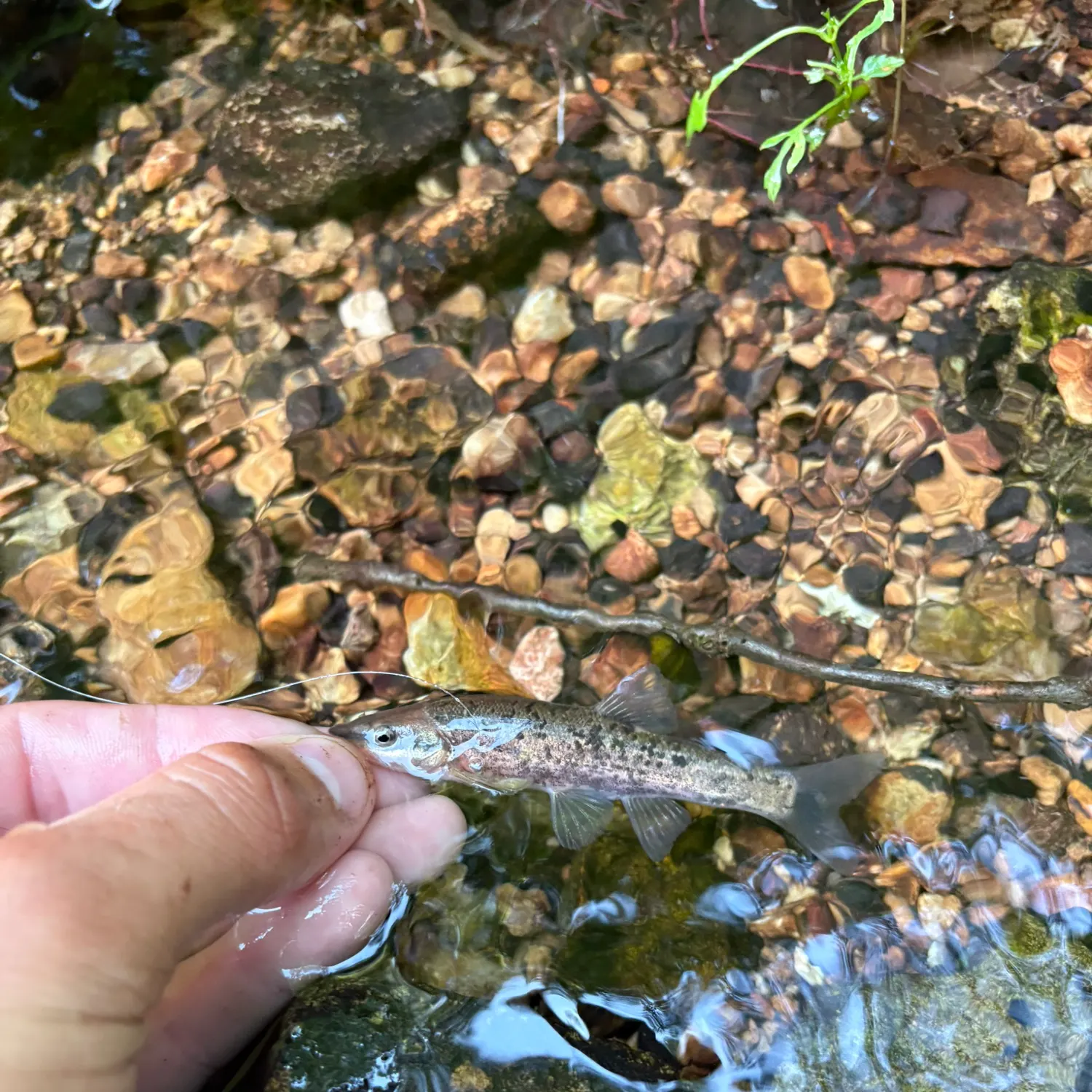 The most recent Western blacknose dace catches on Fishbrain