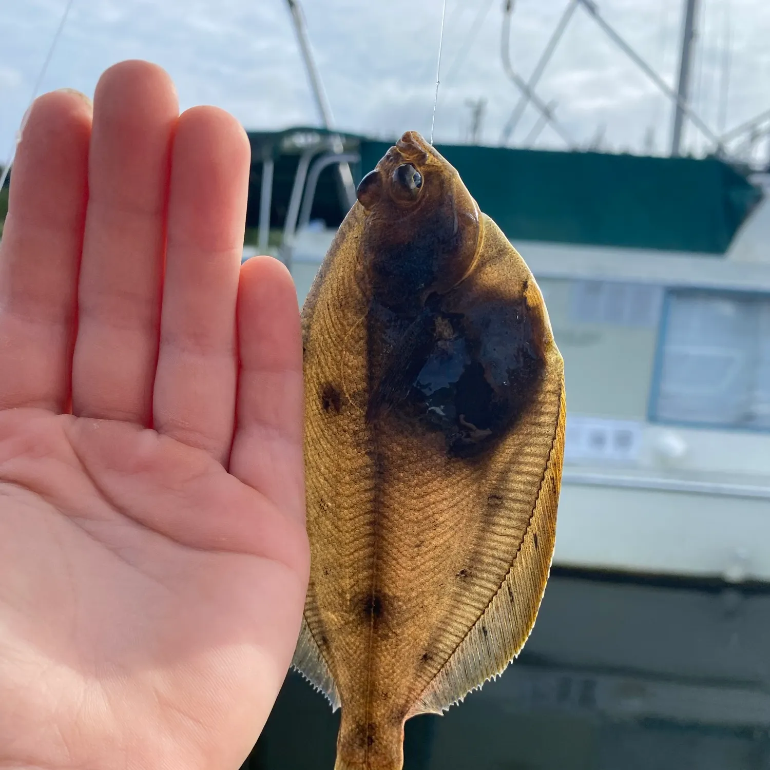 The most recent Winter flounder catches on Fishbrain