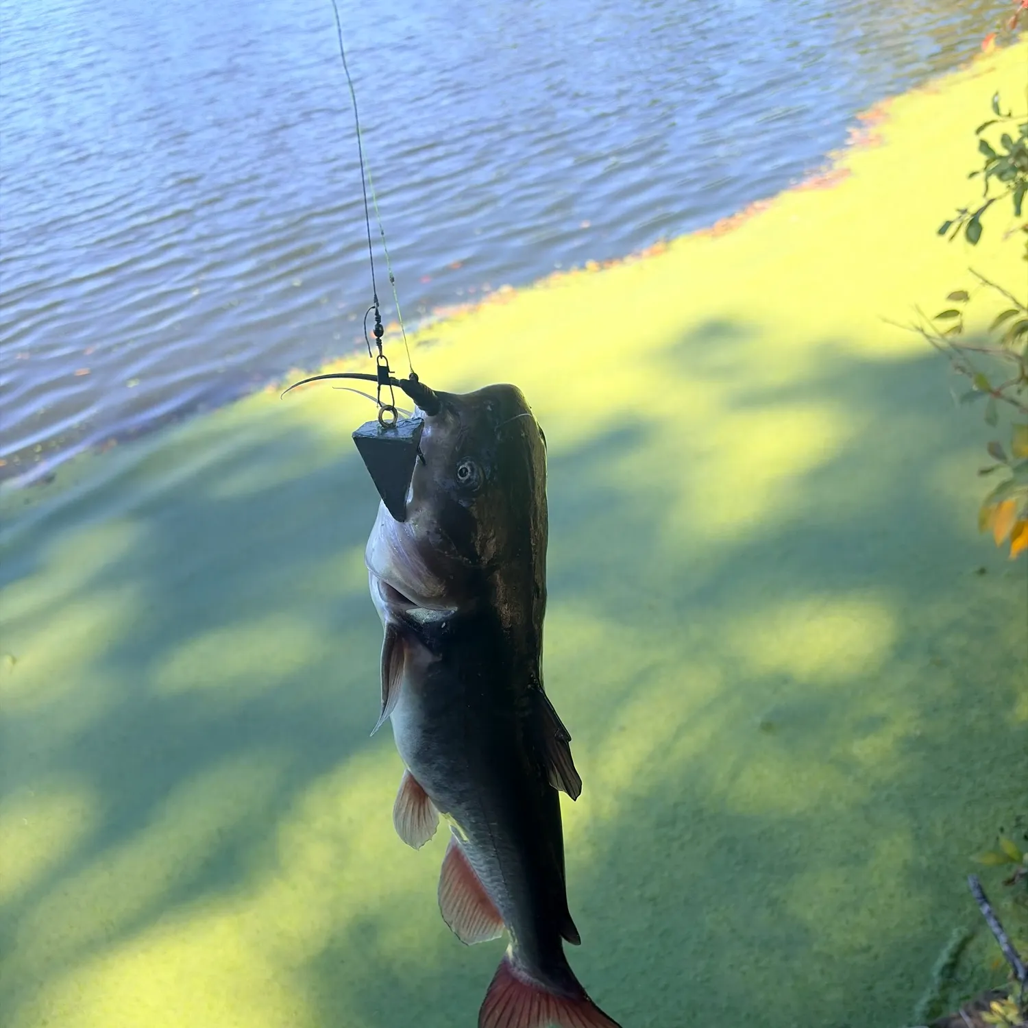 Black bullhead caught on Fishbrain