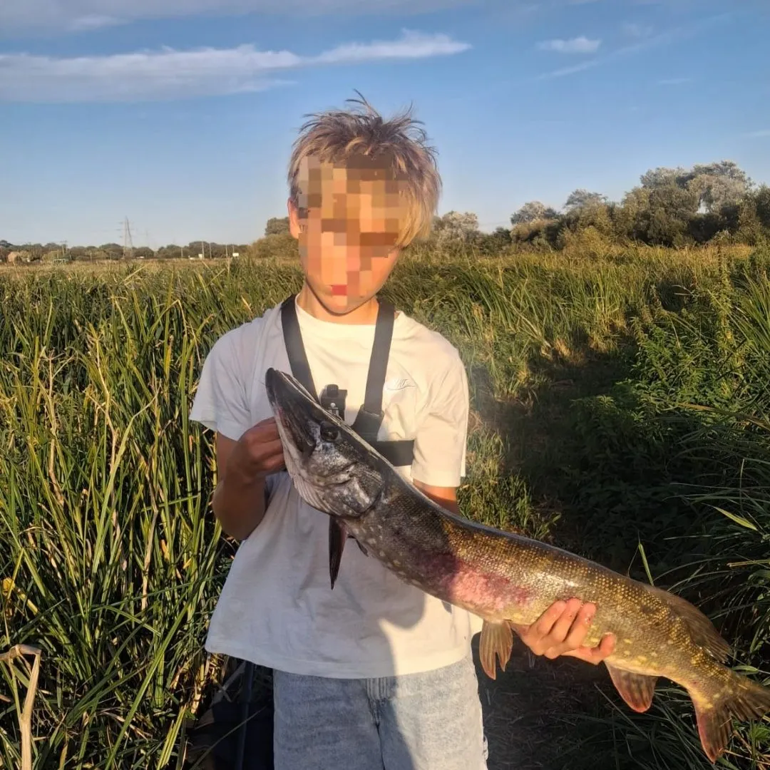 Northern pike caught on Fishbrain