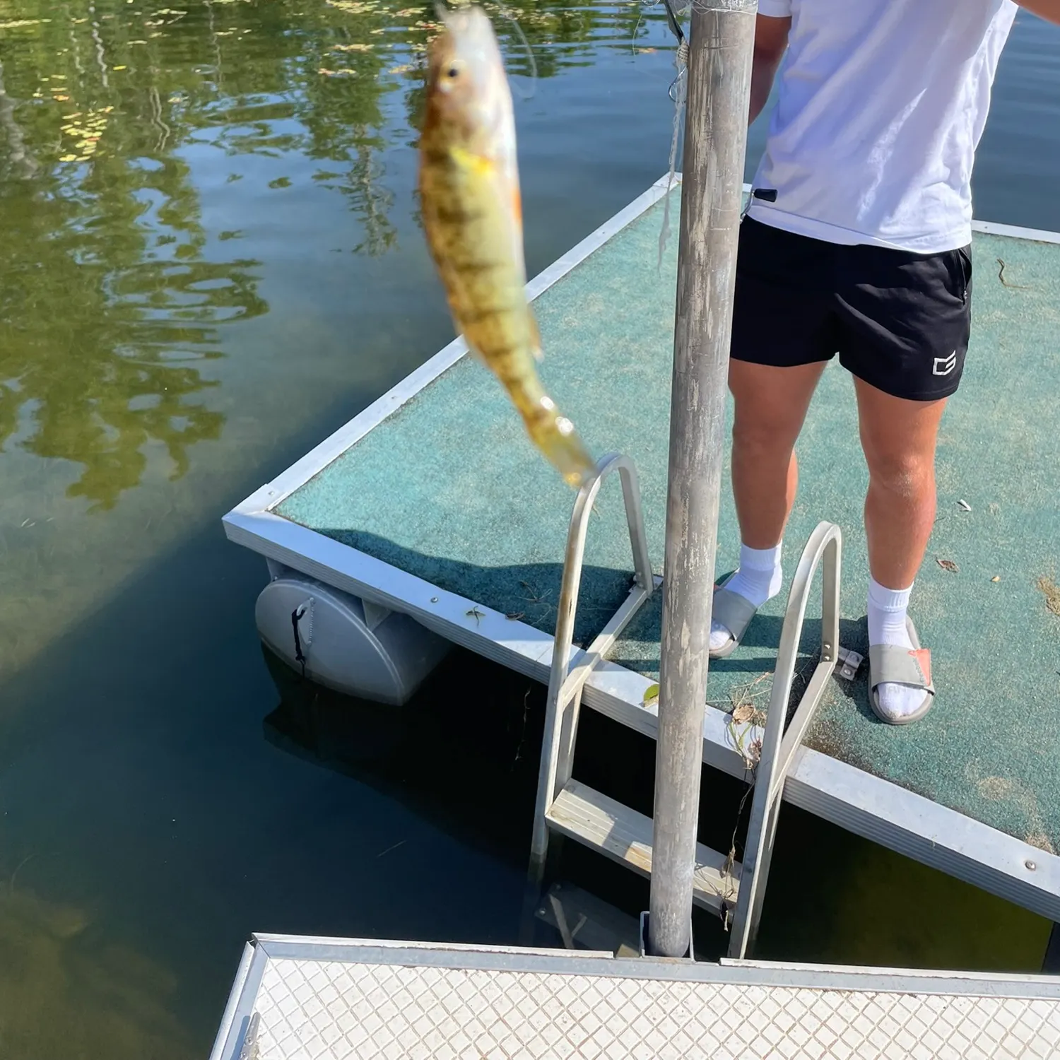 Yellow perch caught on Fishbrain